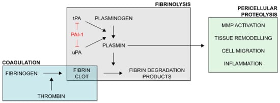 Plasminogen activator inhibitor-1 production is pathogenetic in