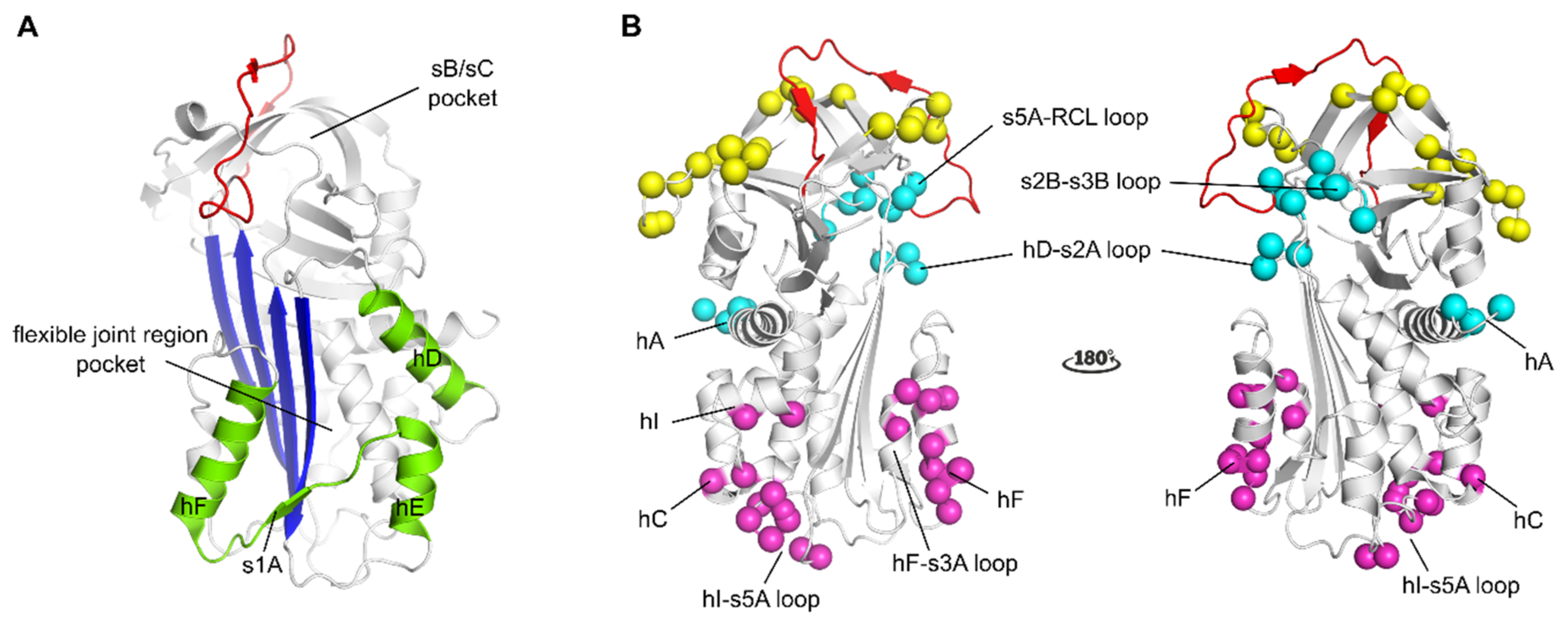 Plasminogen Activator Inhibitor-1 Is a Marker and a Mediator of