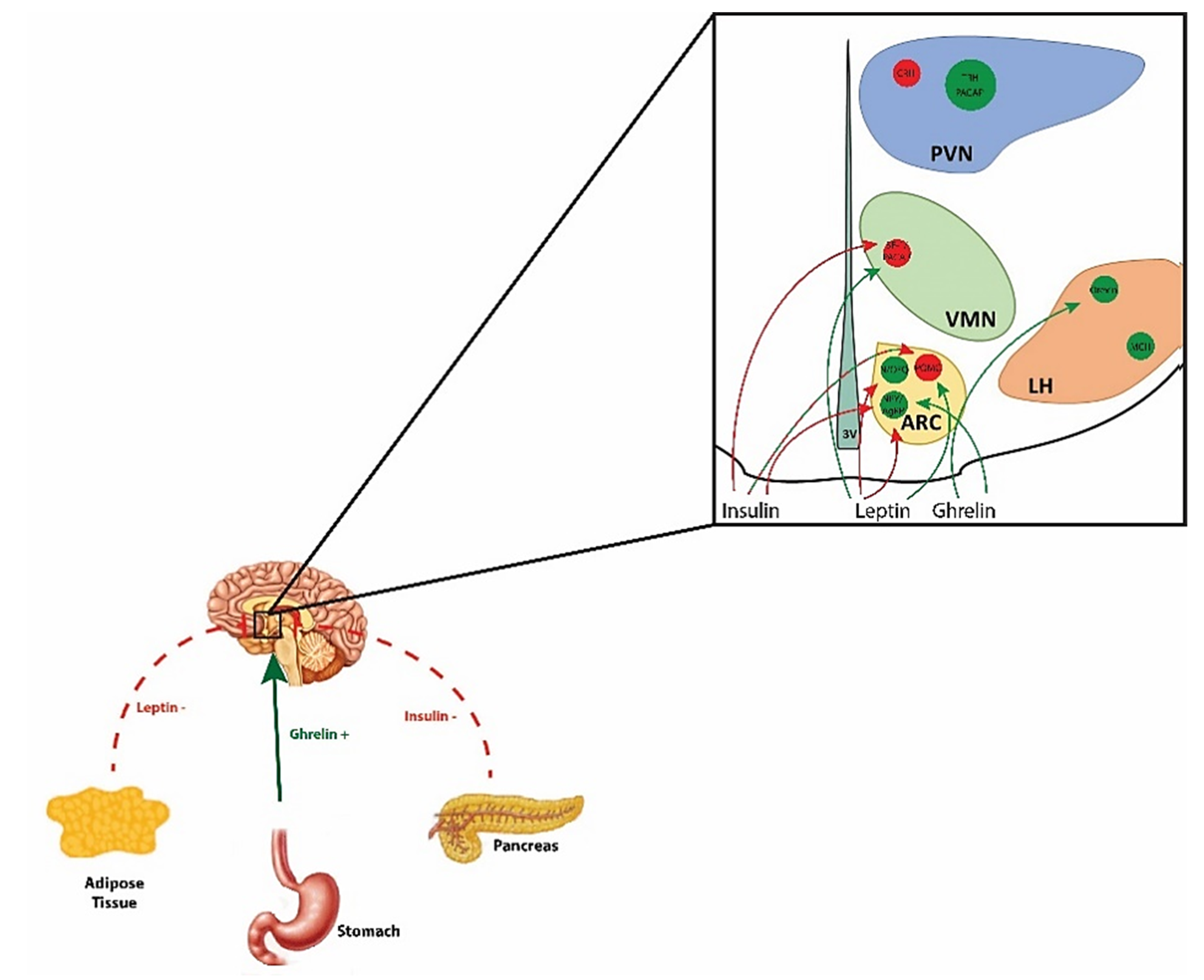 Ijms Free Full Text Adaptive Changes In The Central Control Of Energy Homeostasis Occur In Response To Variations In Energy Status Html