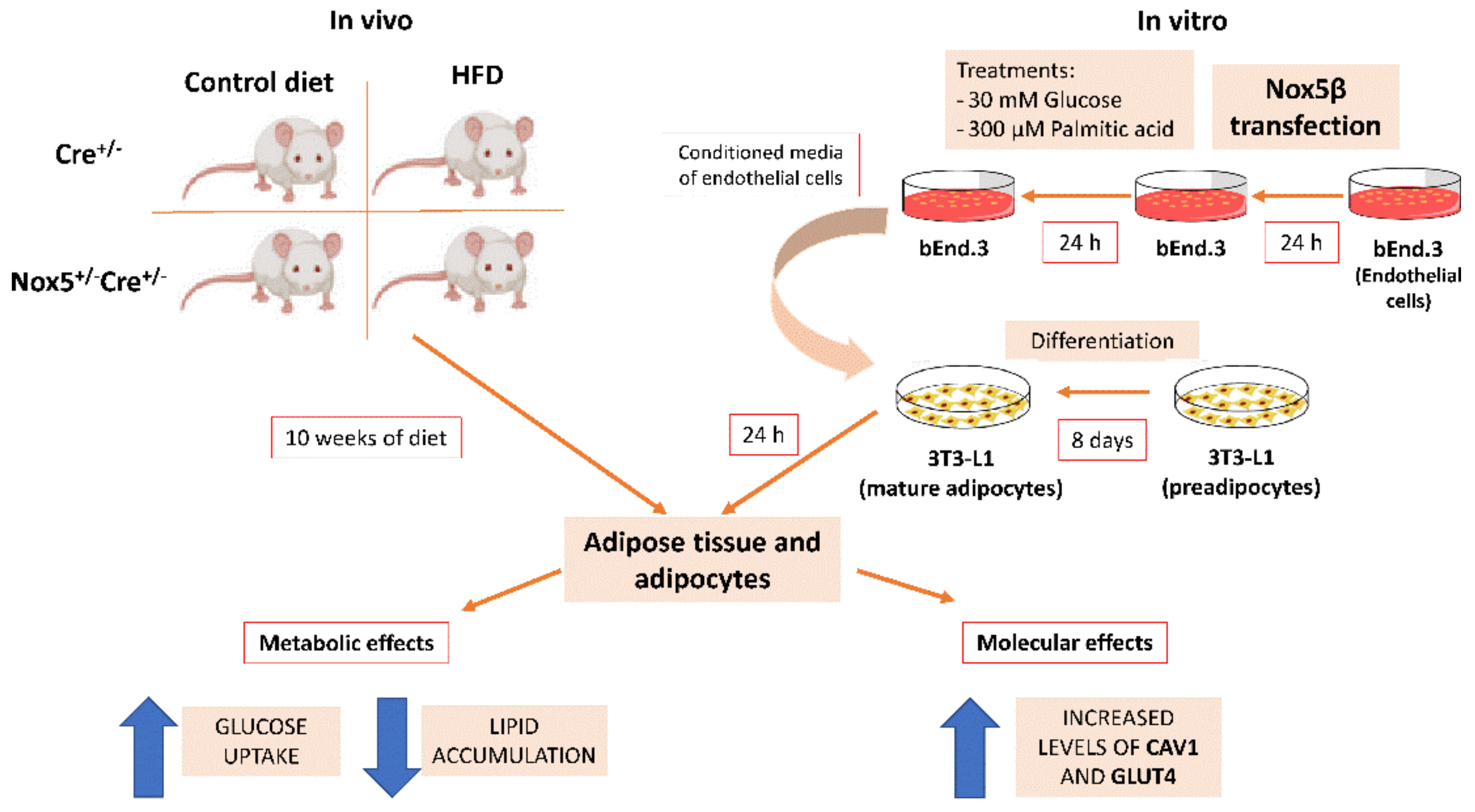 Ijms 22 02729 g008 Ijms 22 02729 g008