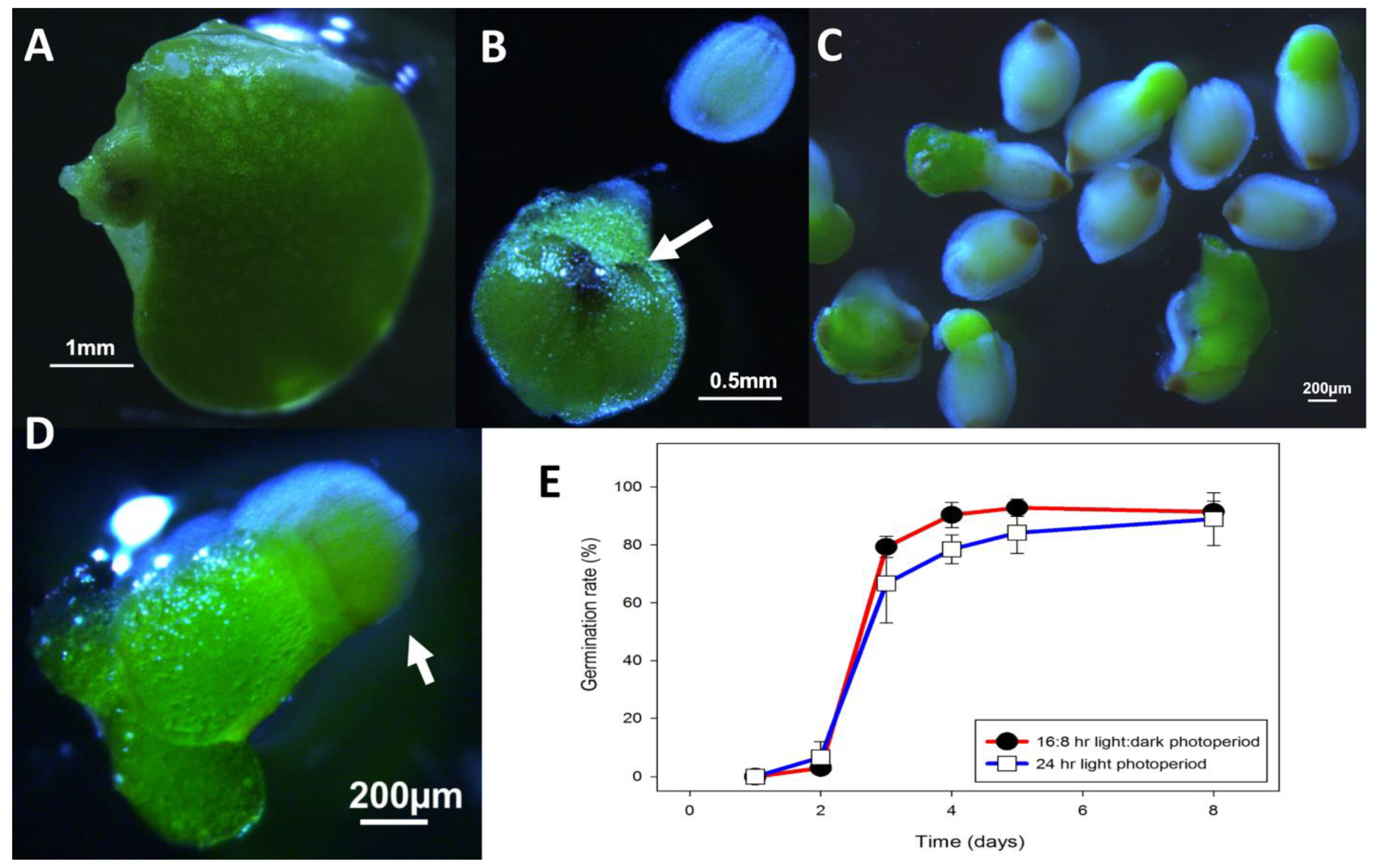 Ijms 22 02733 g010 Ijms 22 02733 g010