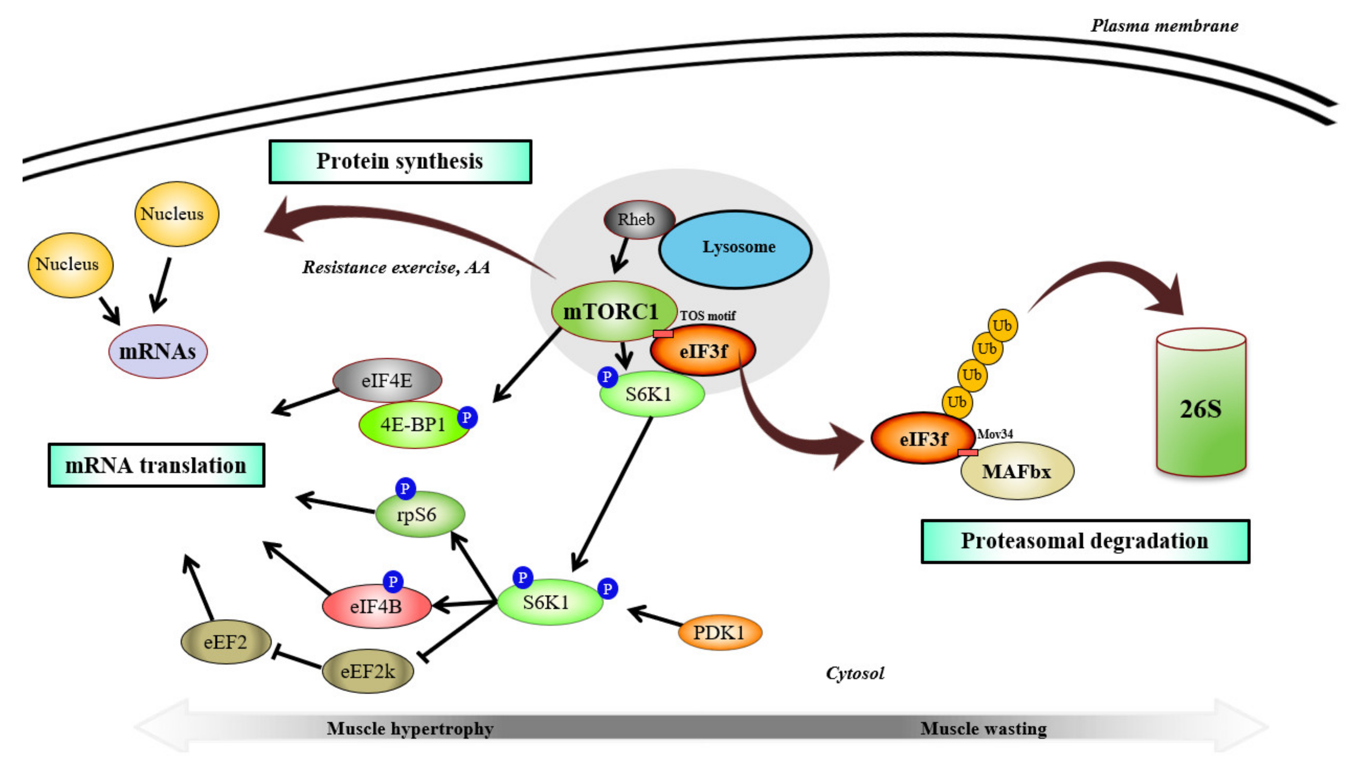 Ijms 22 02741 g003 Ijms 22 02741 g003