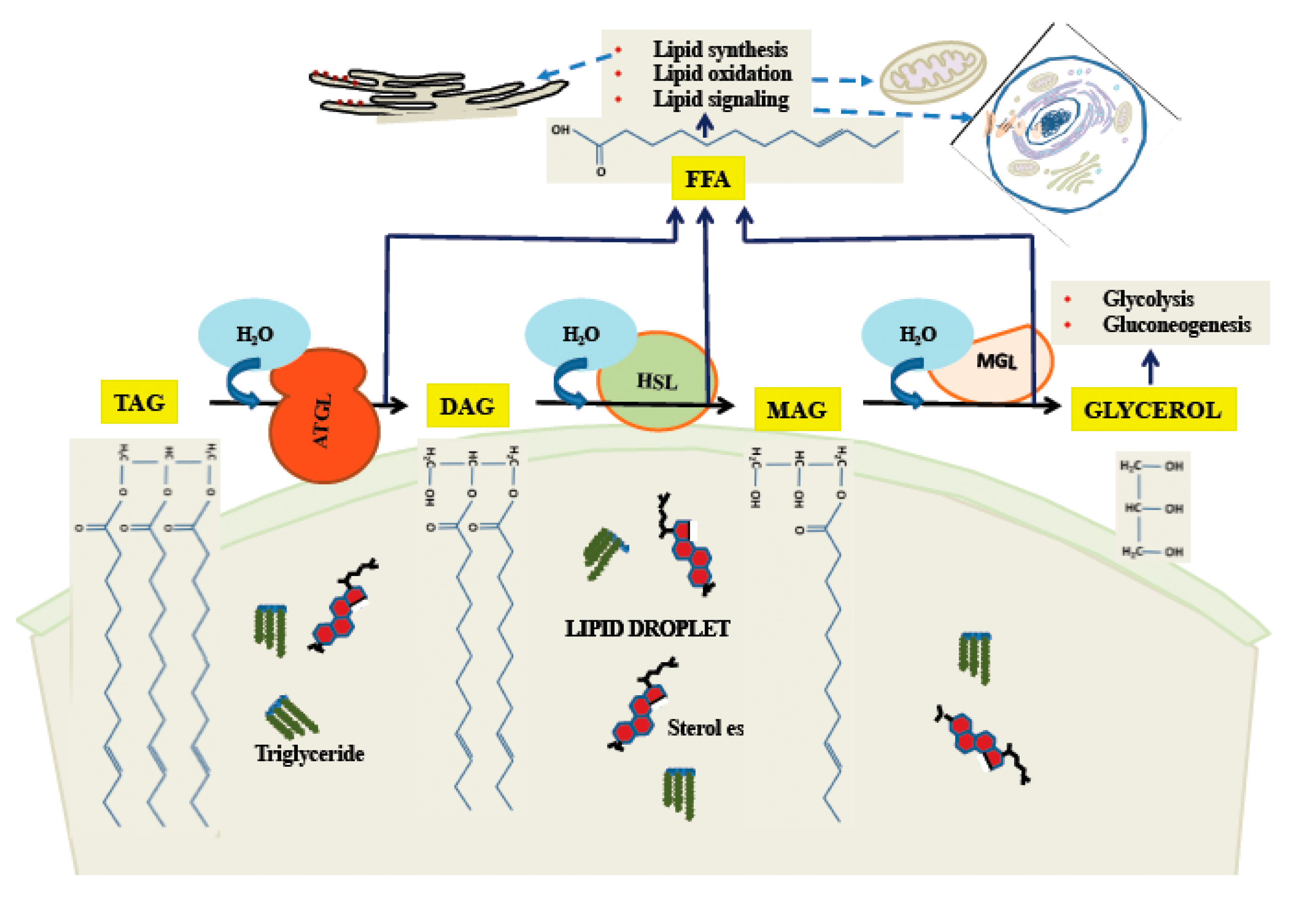 Ijms 22 02776 g003 Ijms 22 02776 g003