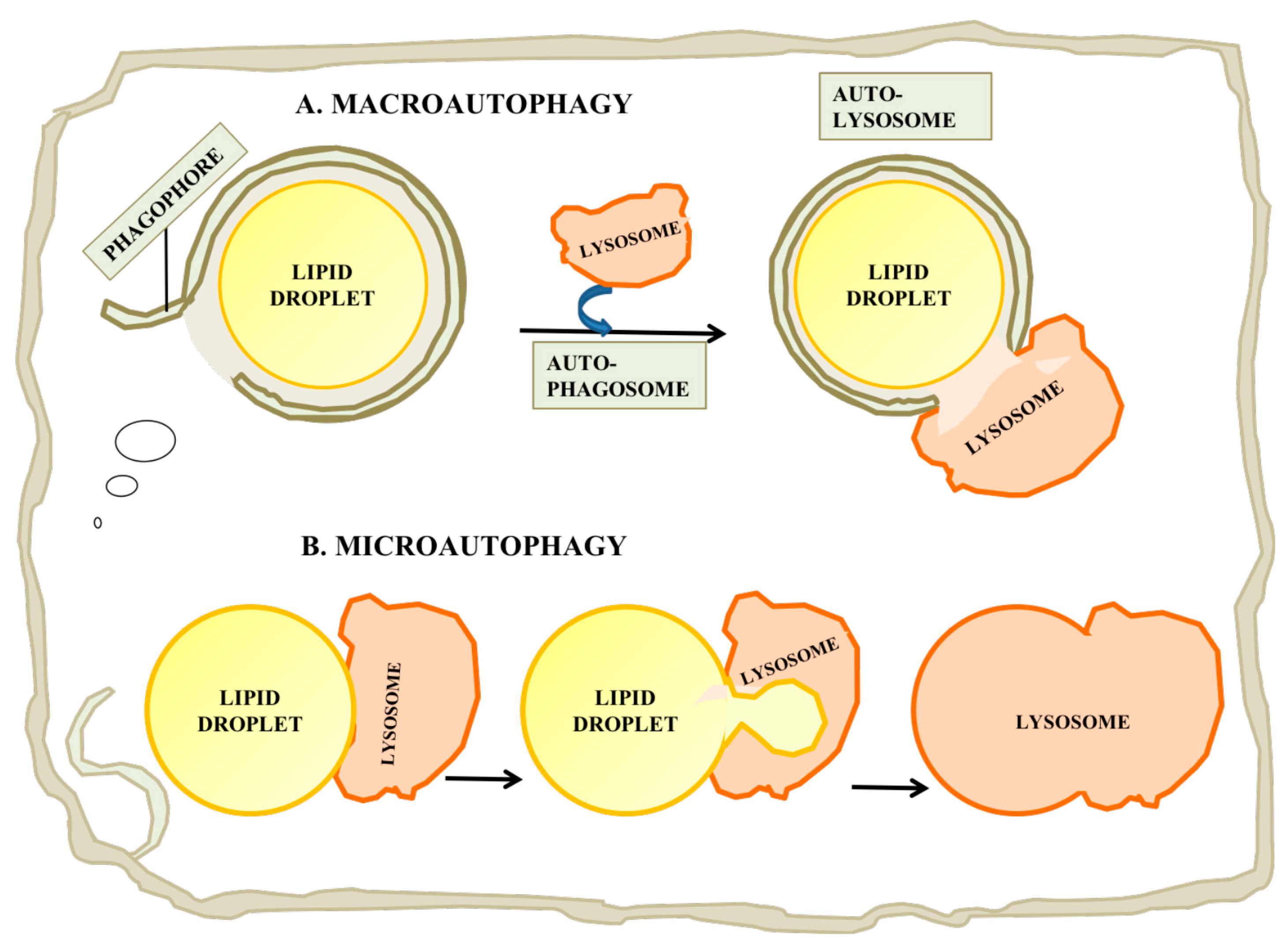 Ijms 22 02776 g004 Ijms 22 02776 g004
