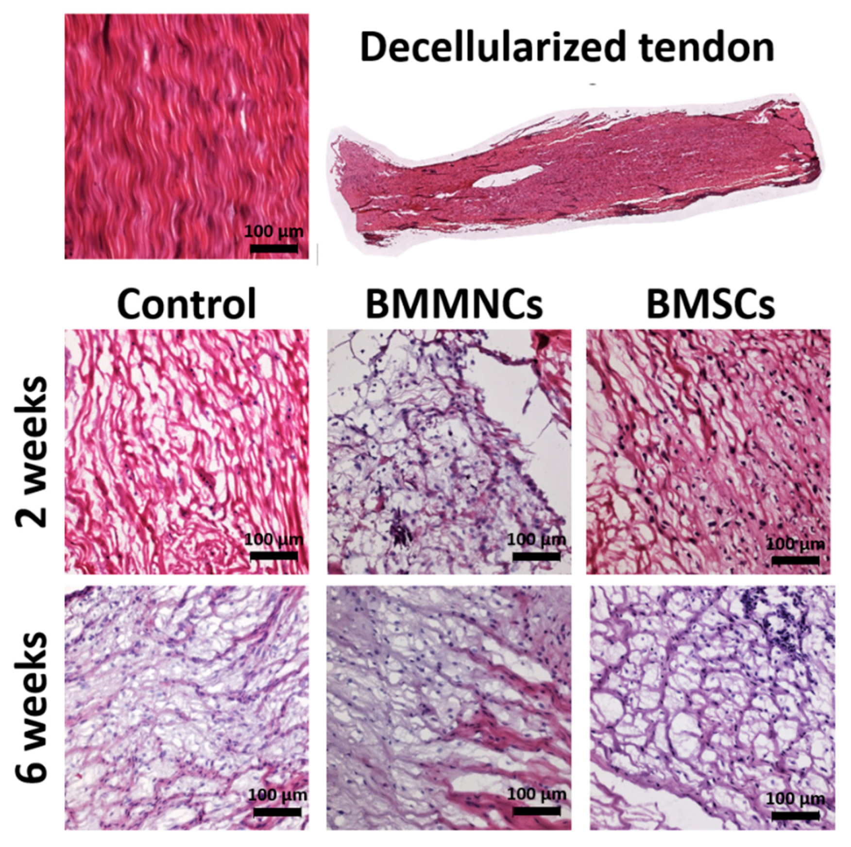 Ijms 22 02791 g001 Ijms 22 02791 g001