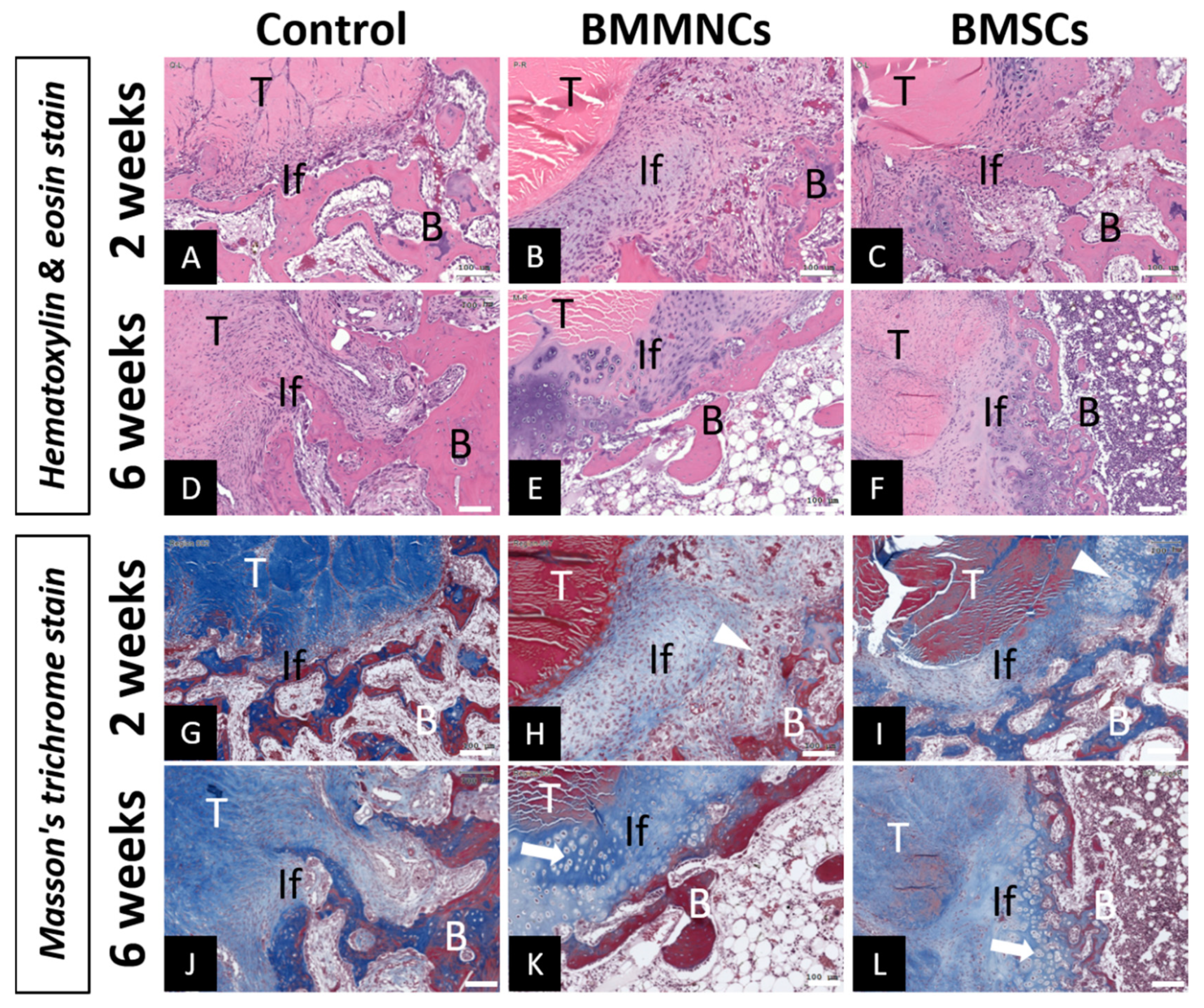 Ijms 22 02791 g004 Ijms 22 02791 g004