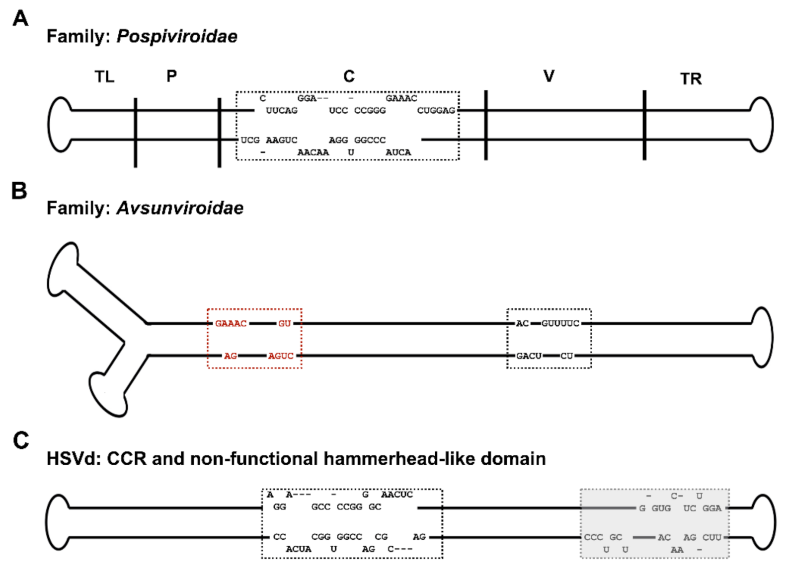 Ijms Free Full Text An Inside Look Into Biological Miniatures Molecular Mechanisms Of Viroids Html Ijms Free Full Text An Inside Look Into Biological Miniatures Molecular Mechanisms Of Viroids Html