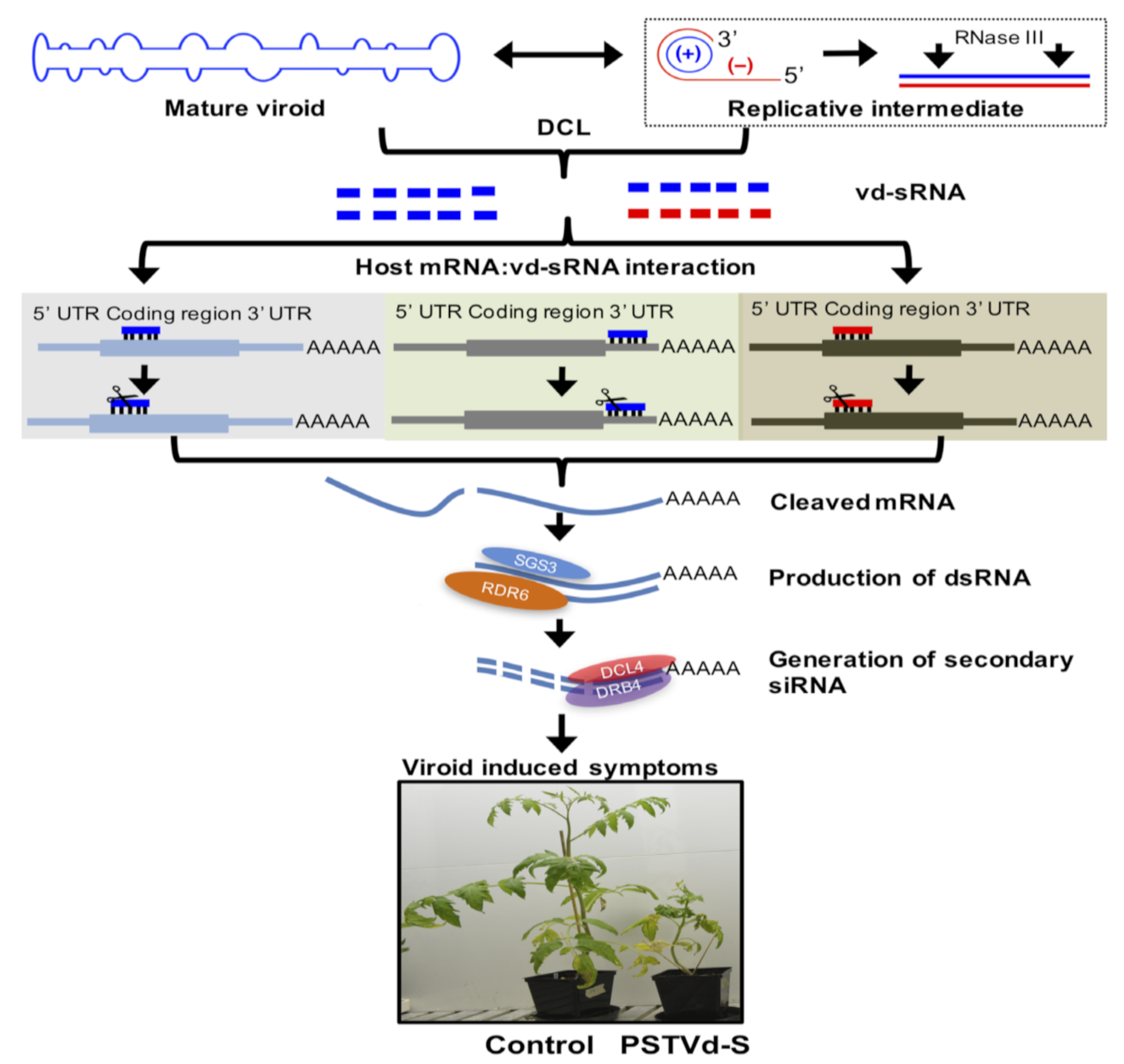 Ijms 22 02795 g004 Ijms 22 02795 g004