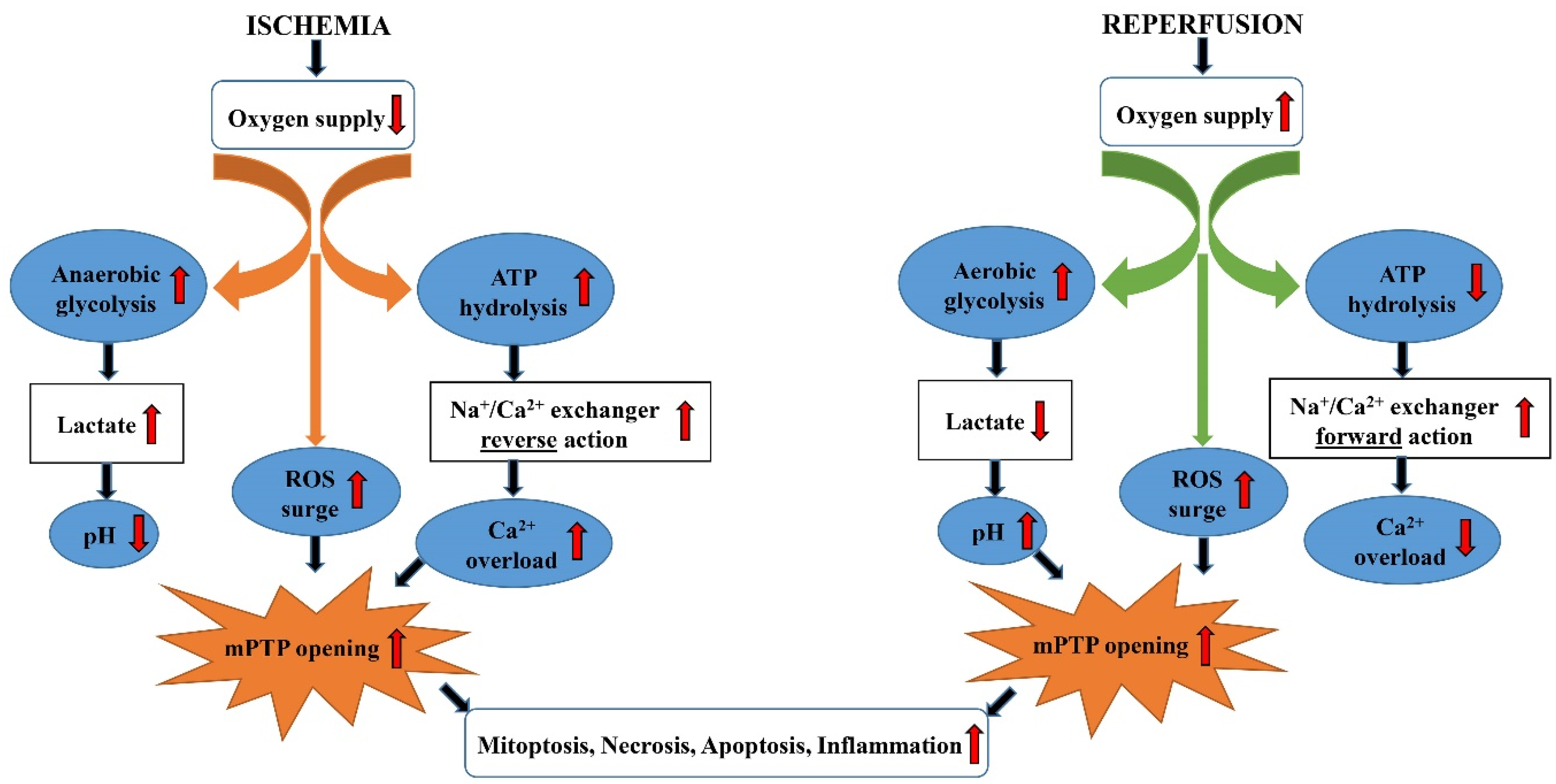 Ijms 22 02798 g001 Ijms 22 02798 g001
