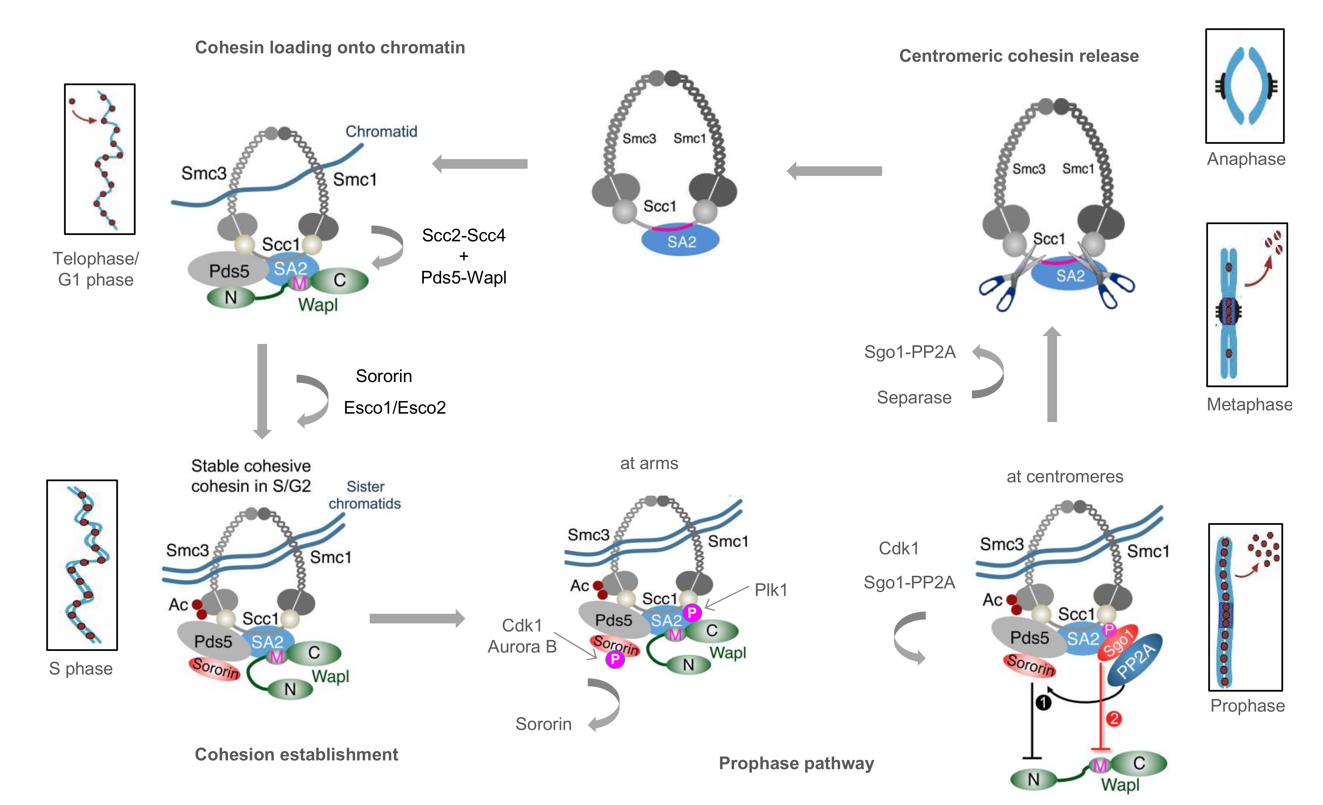 Ijms 22 02810 g001 Ijms 22 02810 g001