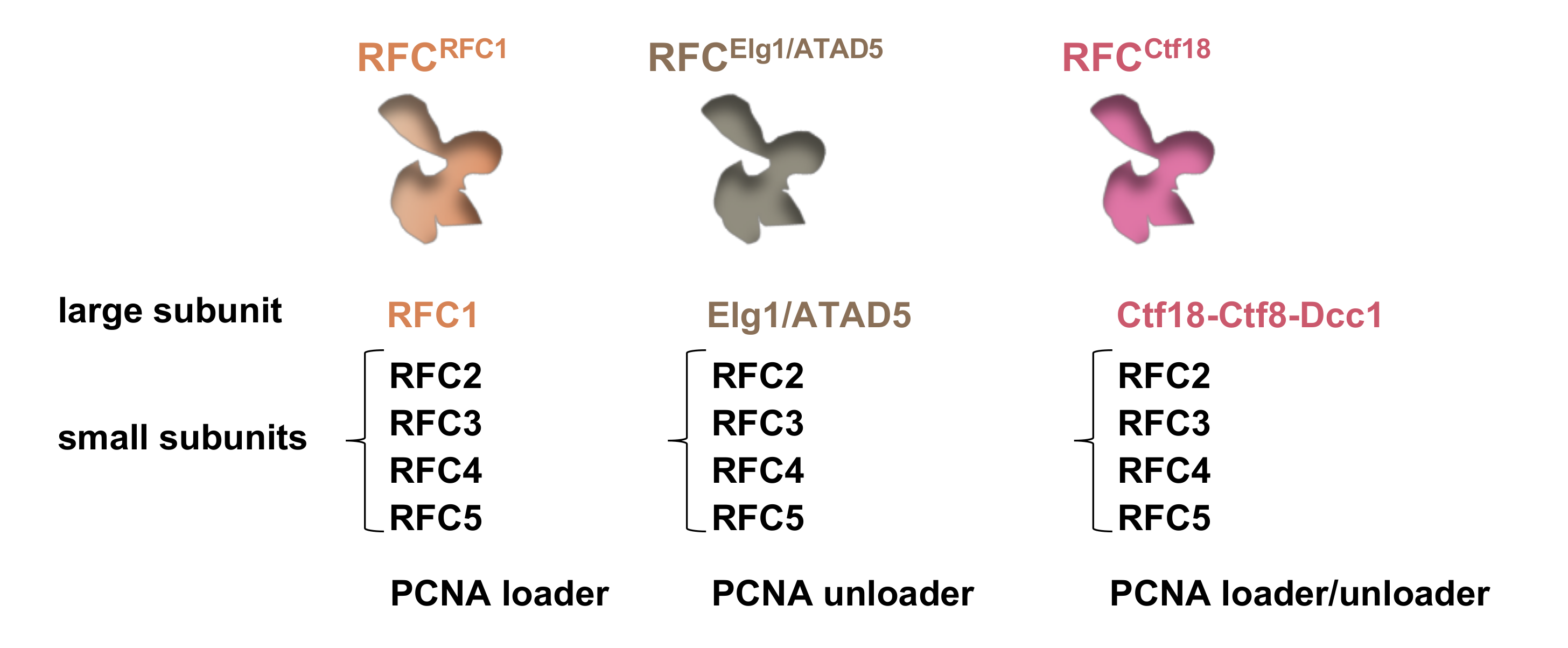 Ijms 22 02810 g002 Ijms 22 02810 g002