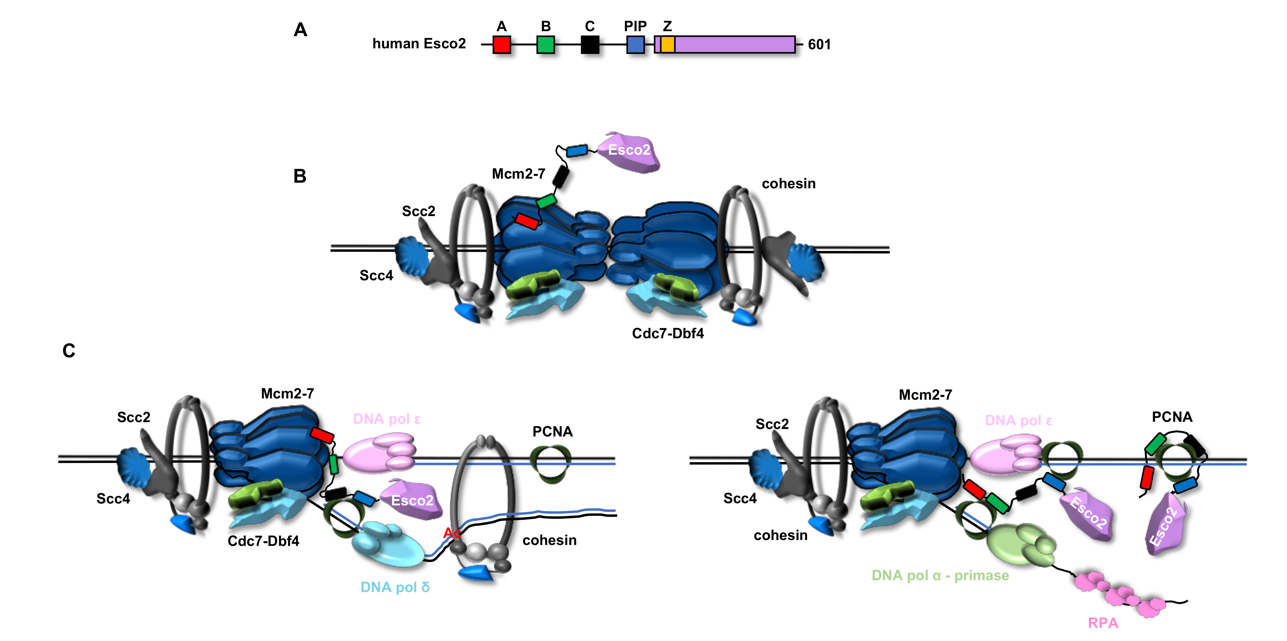 Ijms 22 02810 g004 Ijms 22 02810 g004
