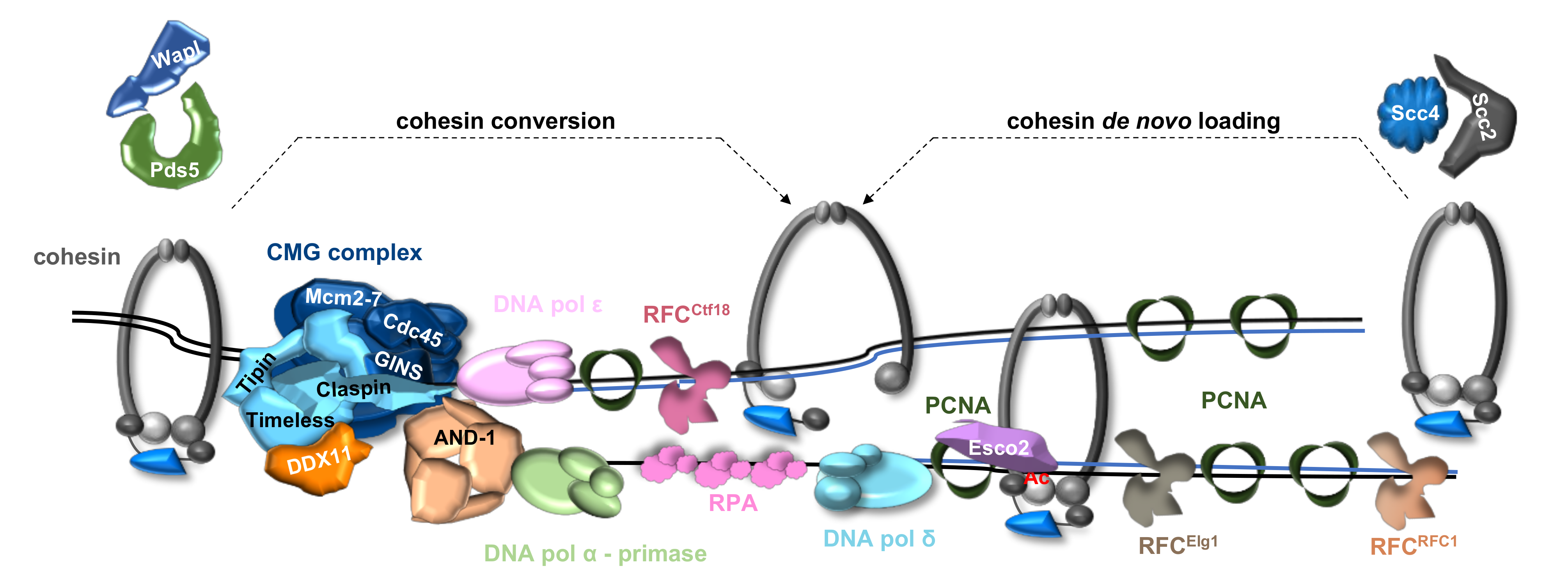 Ijms 22 02810 g005 Ijms 22 02810 g005