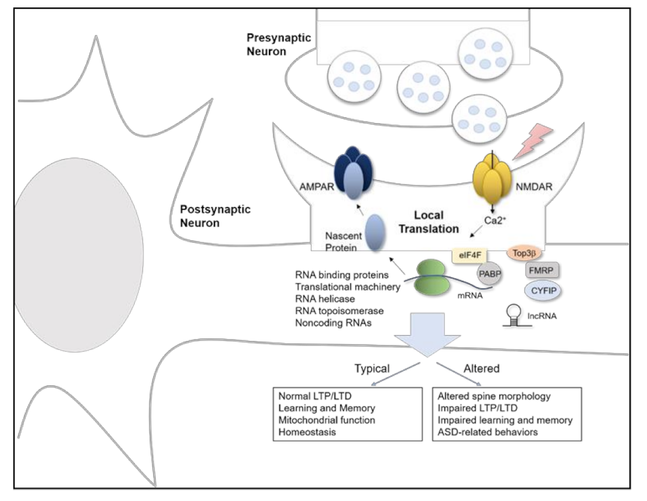 Ijms 22 02811 g001 Ijms 22 02811 g001