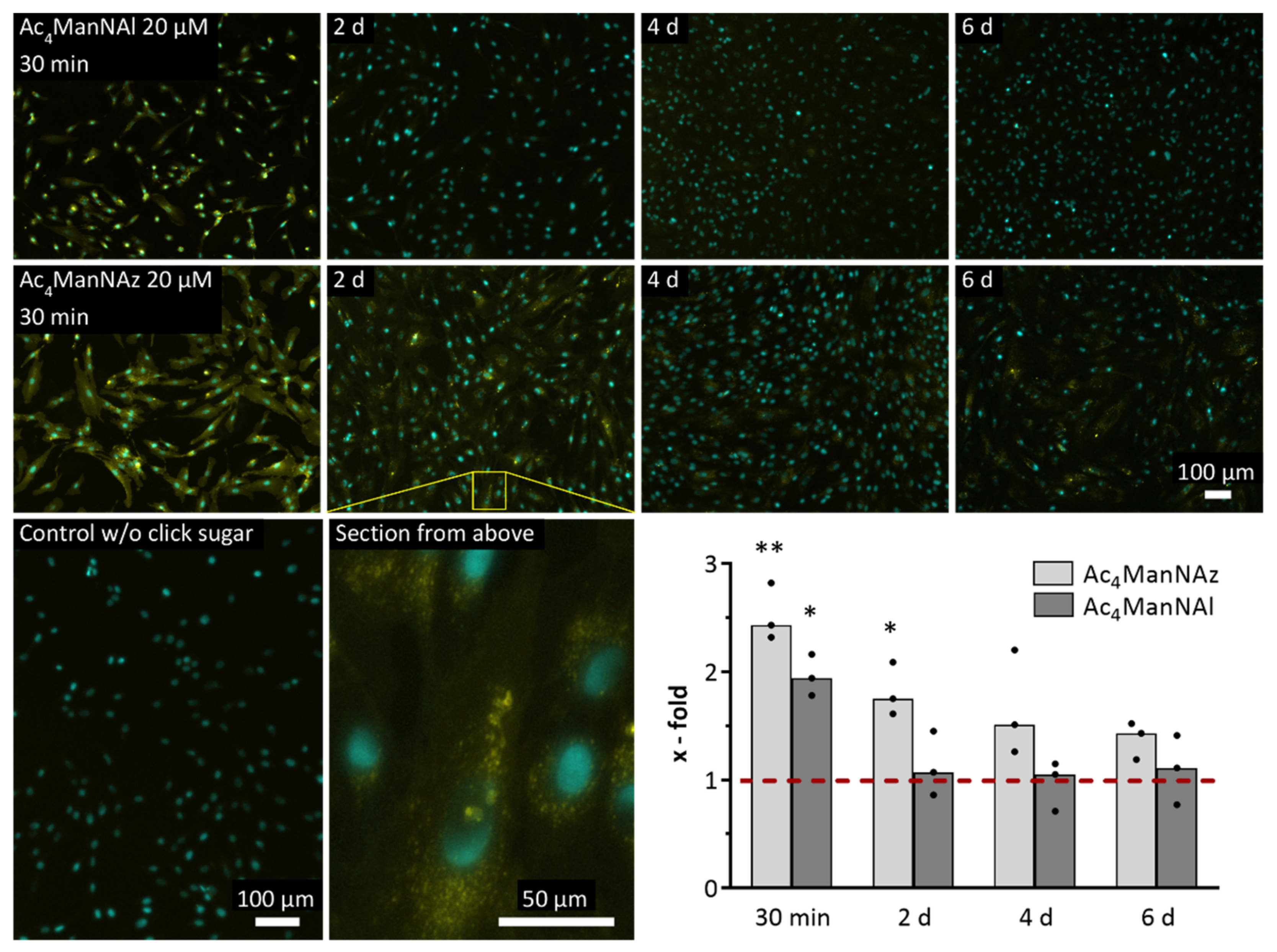 Ijms 22 02820 g003 Ijms 22 02820 g003