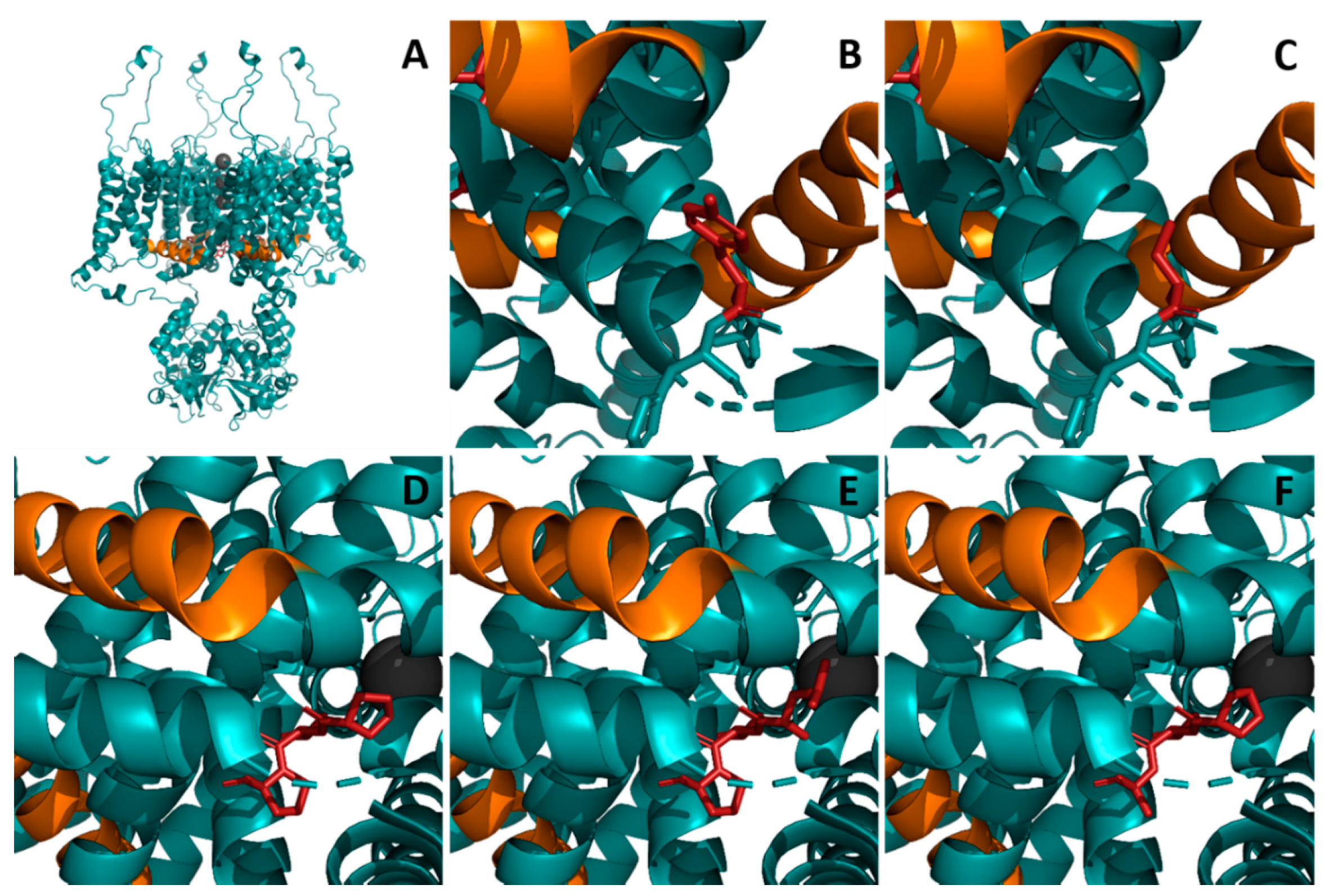 Refining Genotypes and Phenotypes in KCNA2-Related