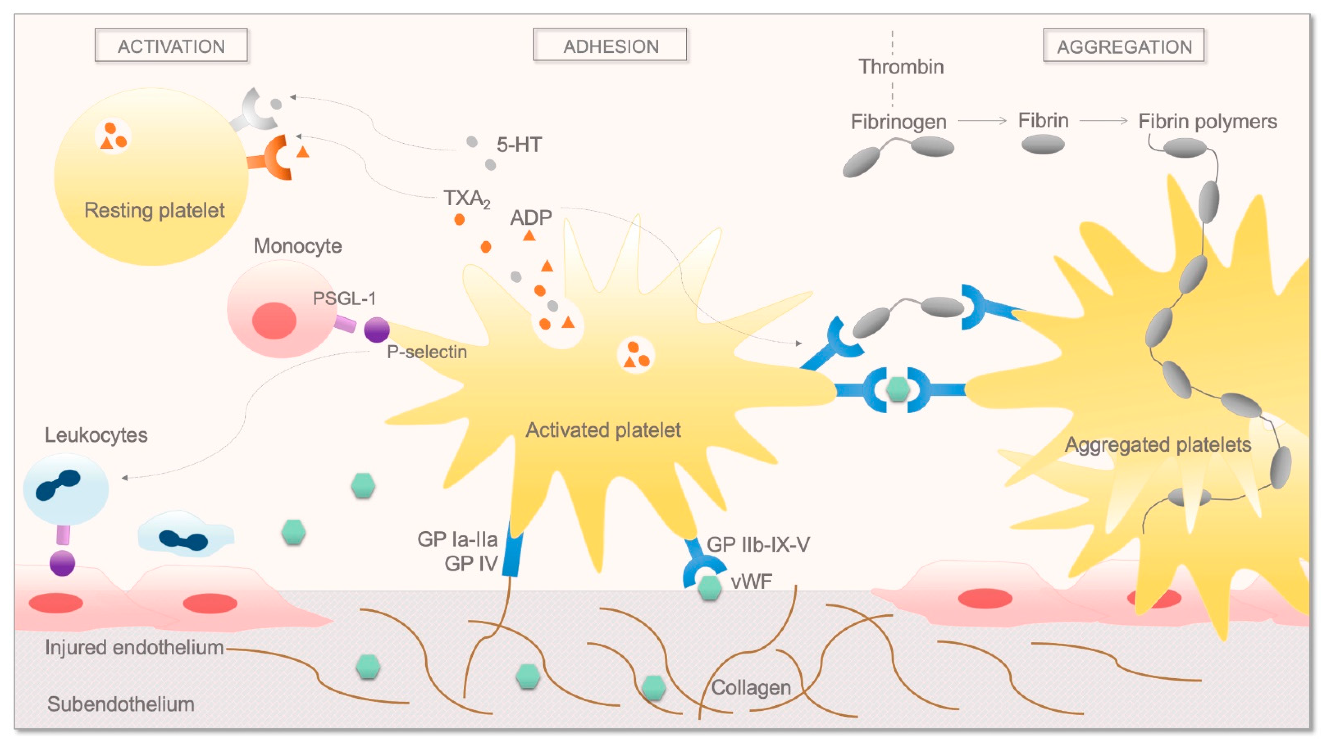 Ijms 22 02834 g002 Ijms 22 02834 g002