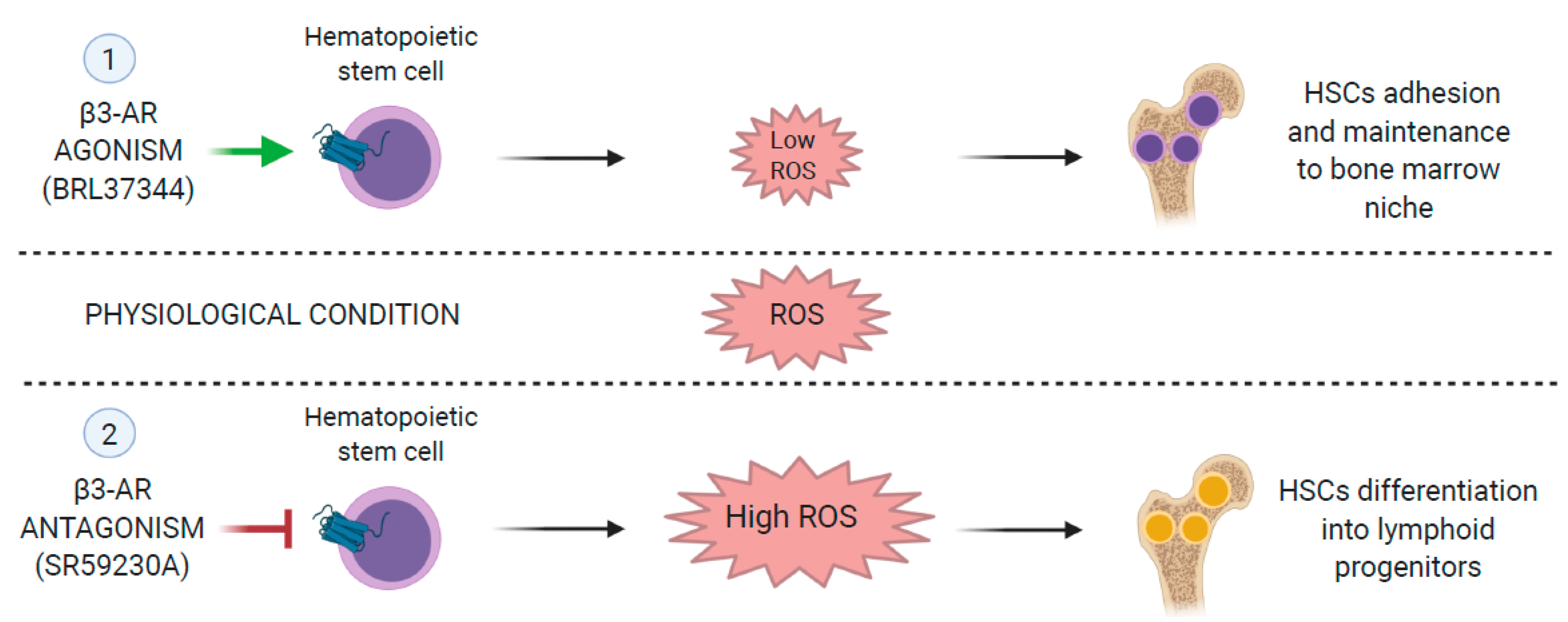 Ijms 22 02835 g002 Ijms 22 02835 g002