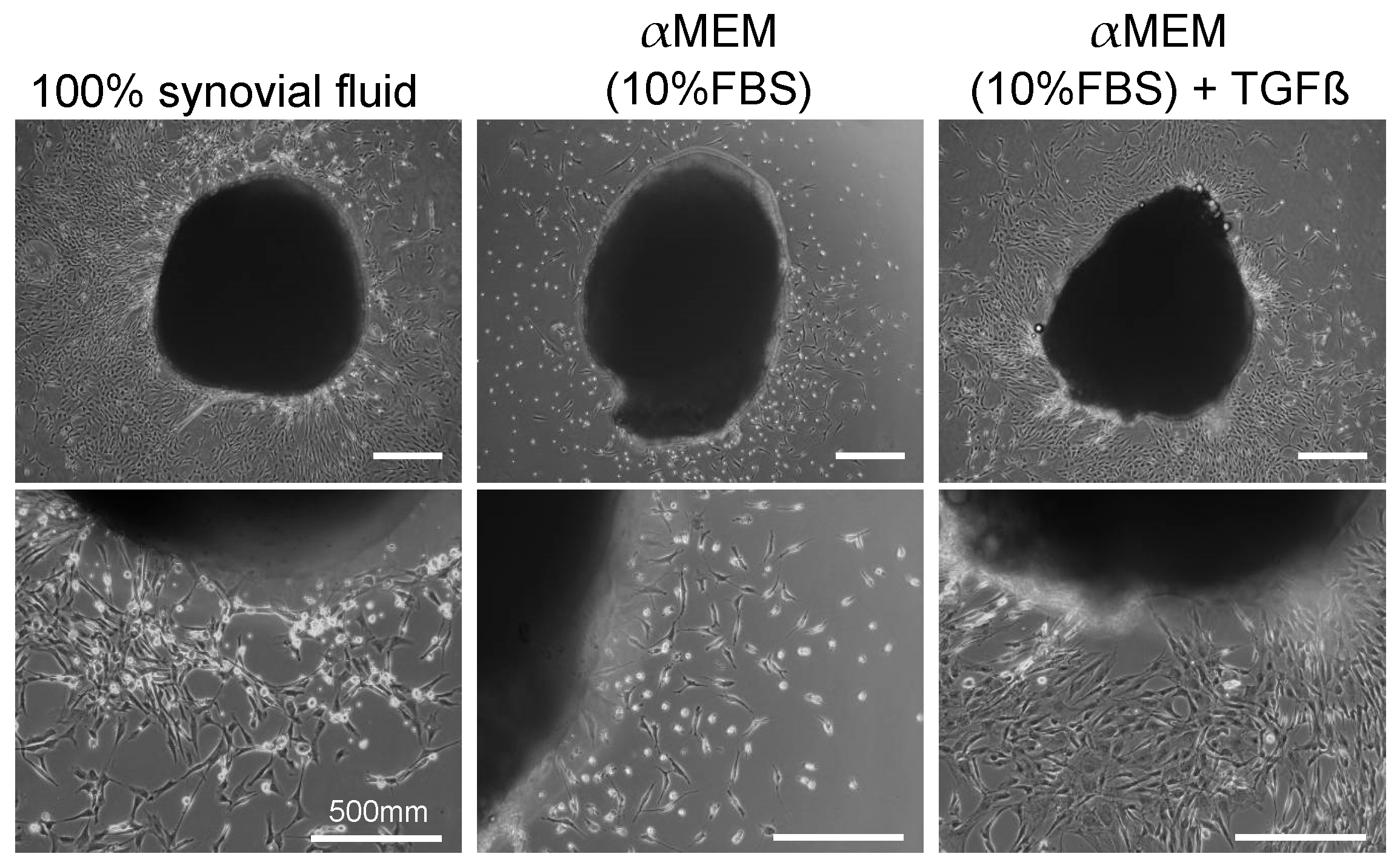 Ijms 22 02838 g003 Ijms 22 02838 g003