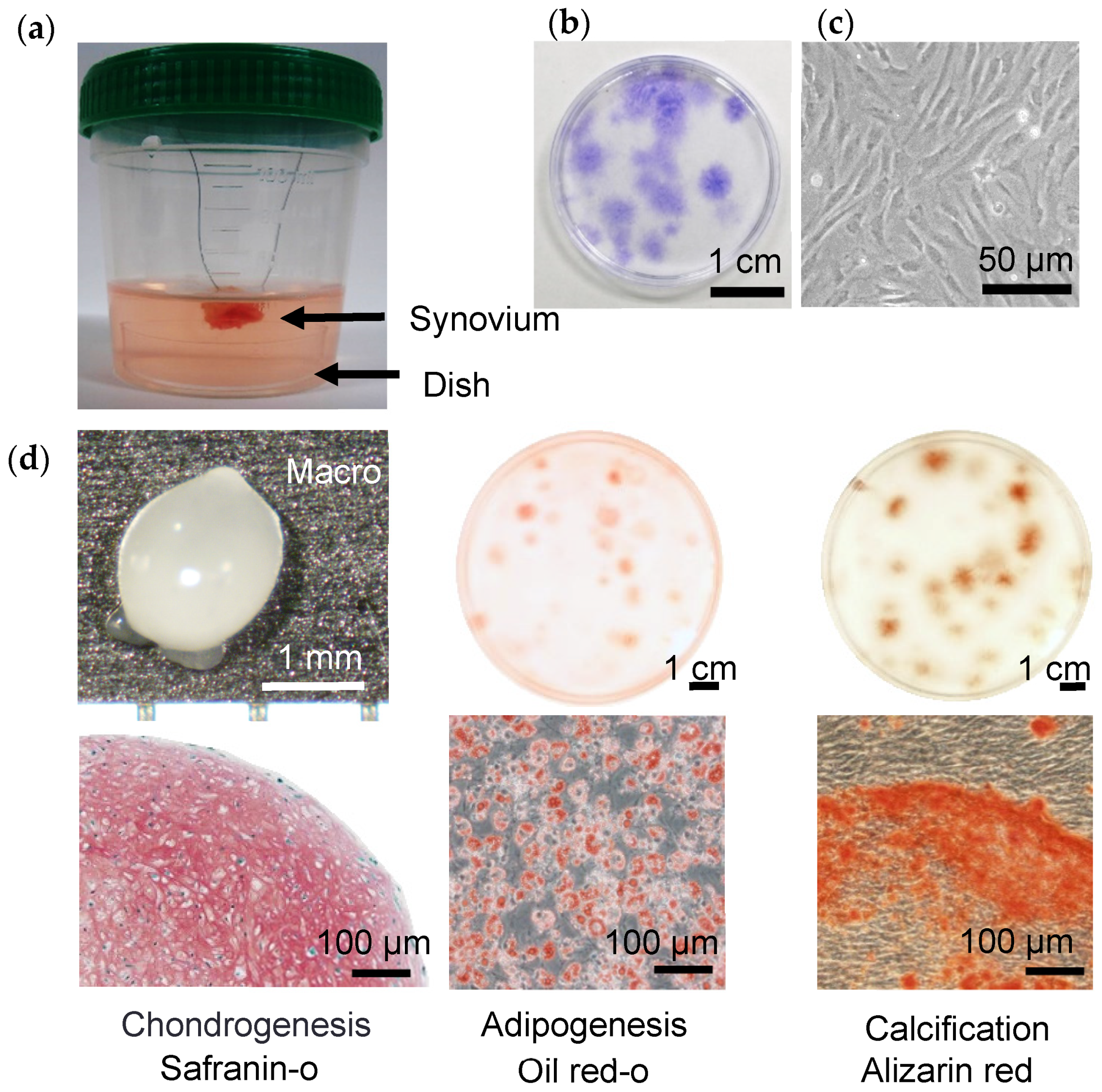 Ijms 22 02838 g004 Ijms 22 02838 g004