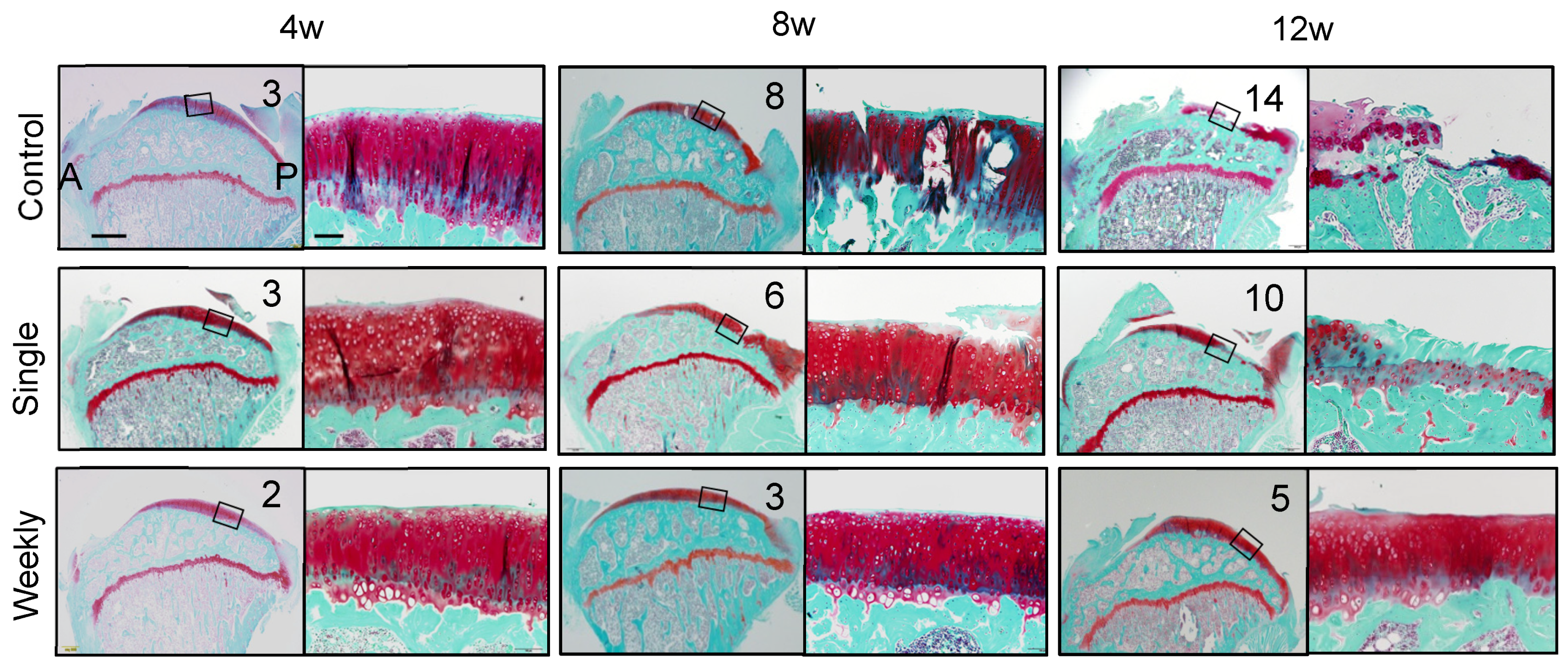 Ijms 22 02838 g006 Ijms 22 02838 g006