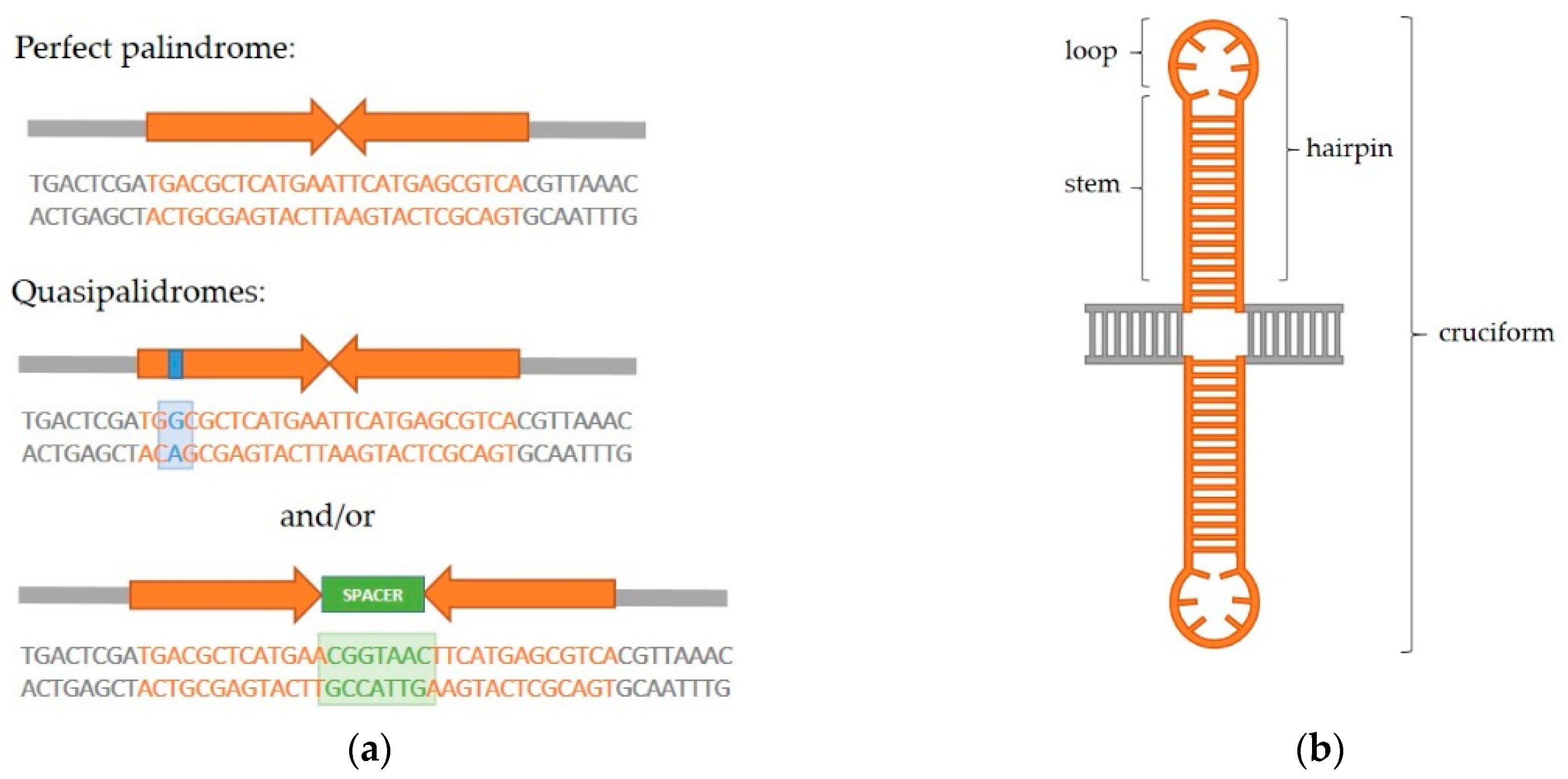 IJMS Free FullText Palindromes in DNA—A Risk for Genome Stability