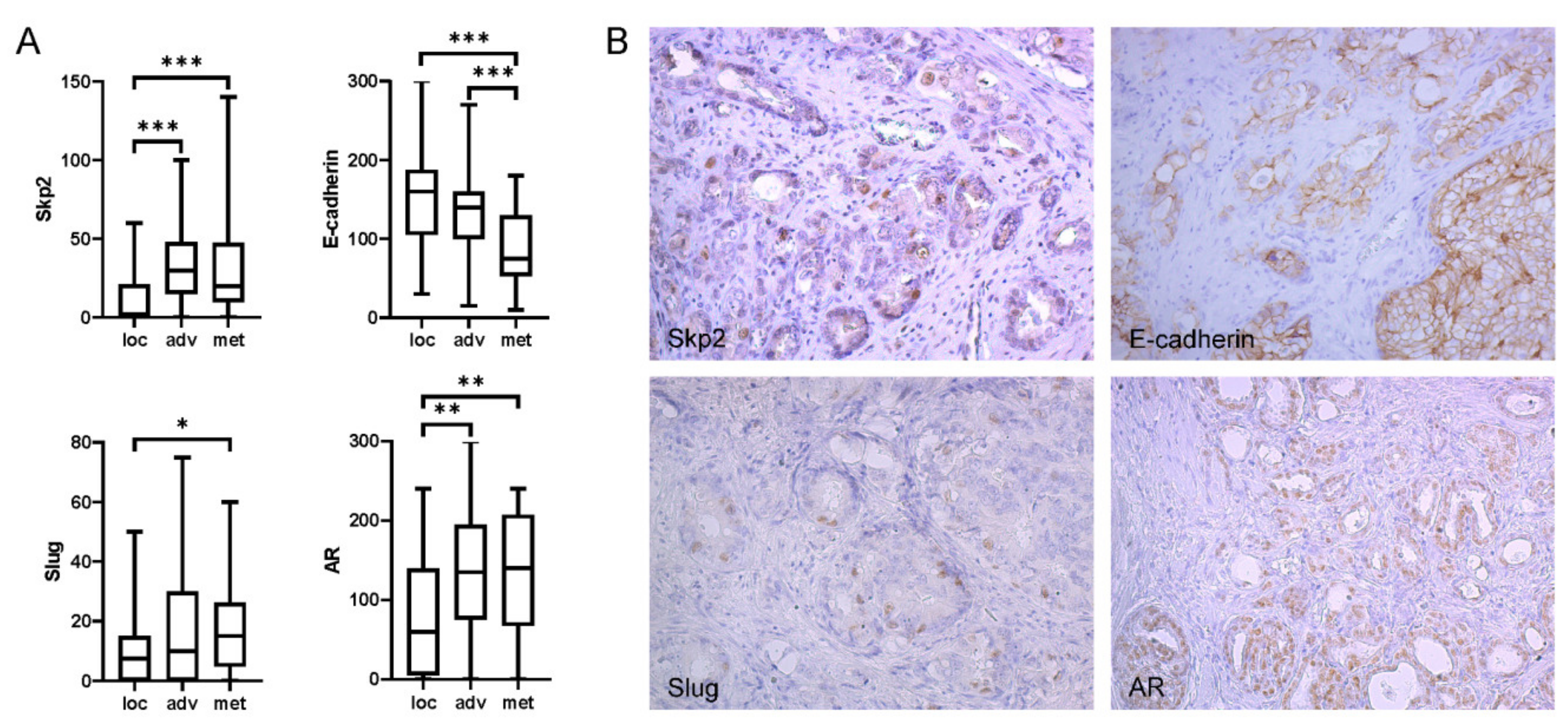 Ijms 22 02844 g001 Ijms 22 02844 g001
