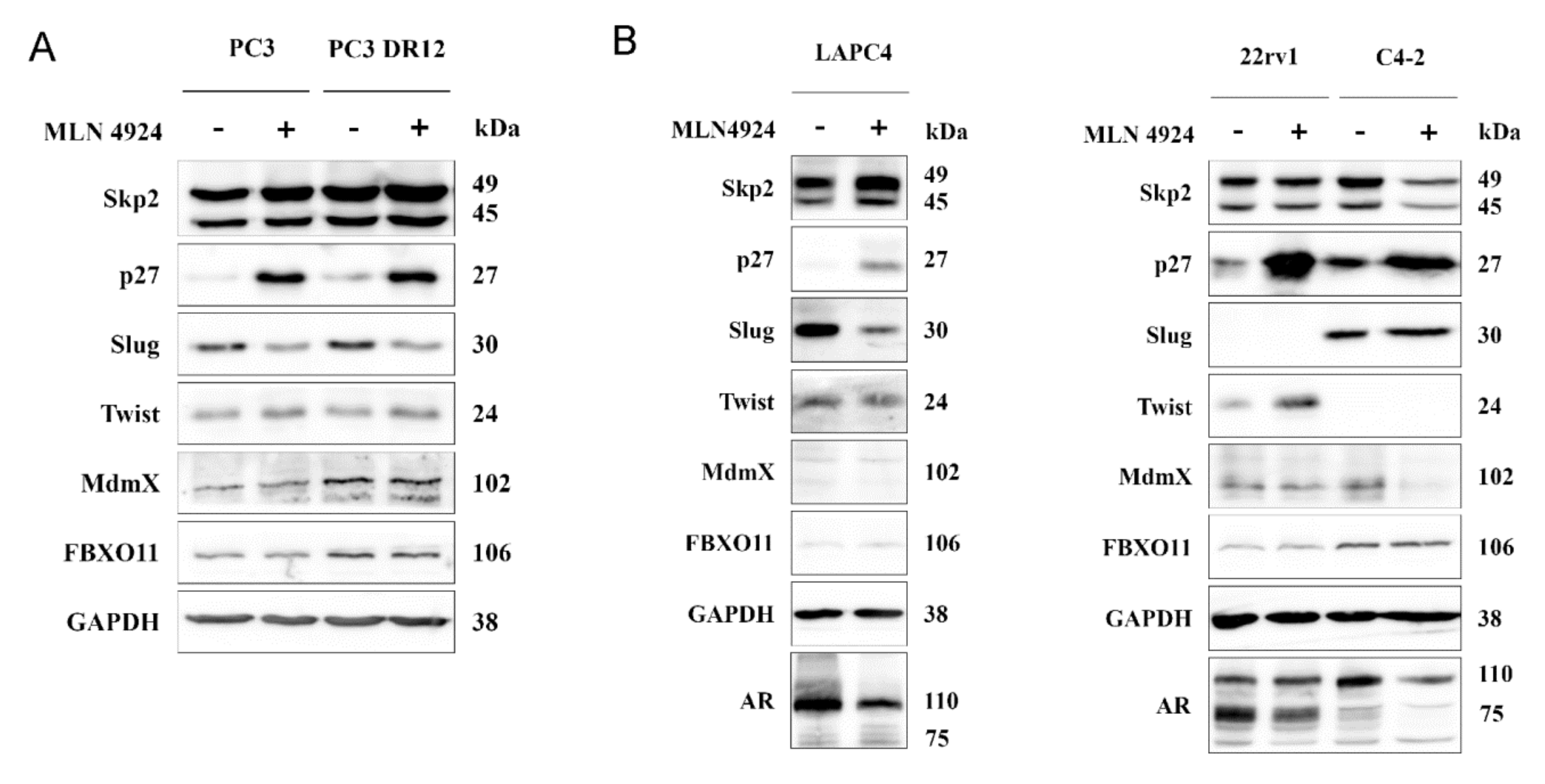 Ijms 22 02844 g005 Ijms 22 02844 g005