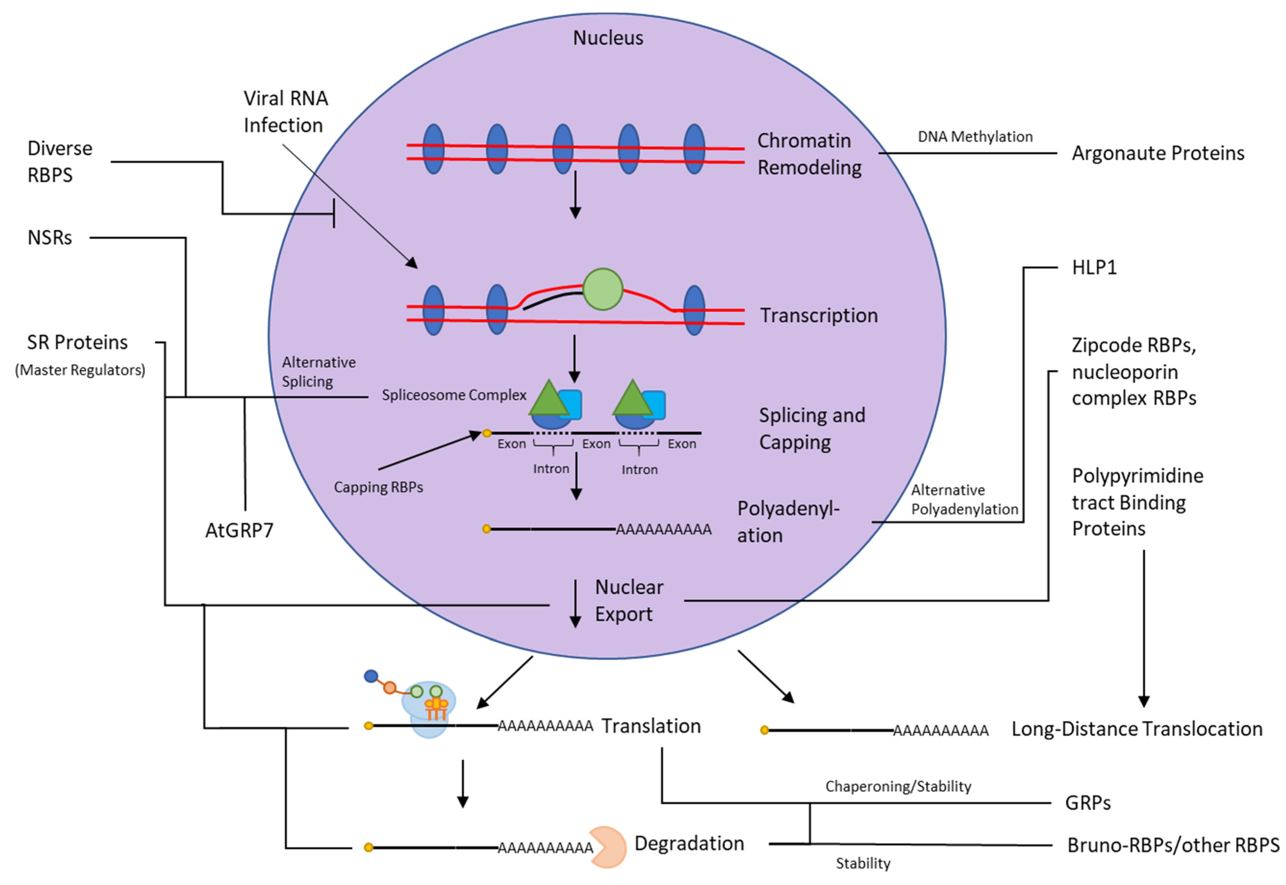 Ijms Free Full Text The Landscape Of Rna Protein Interactions In Plants Approaches And Current Status Html