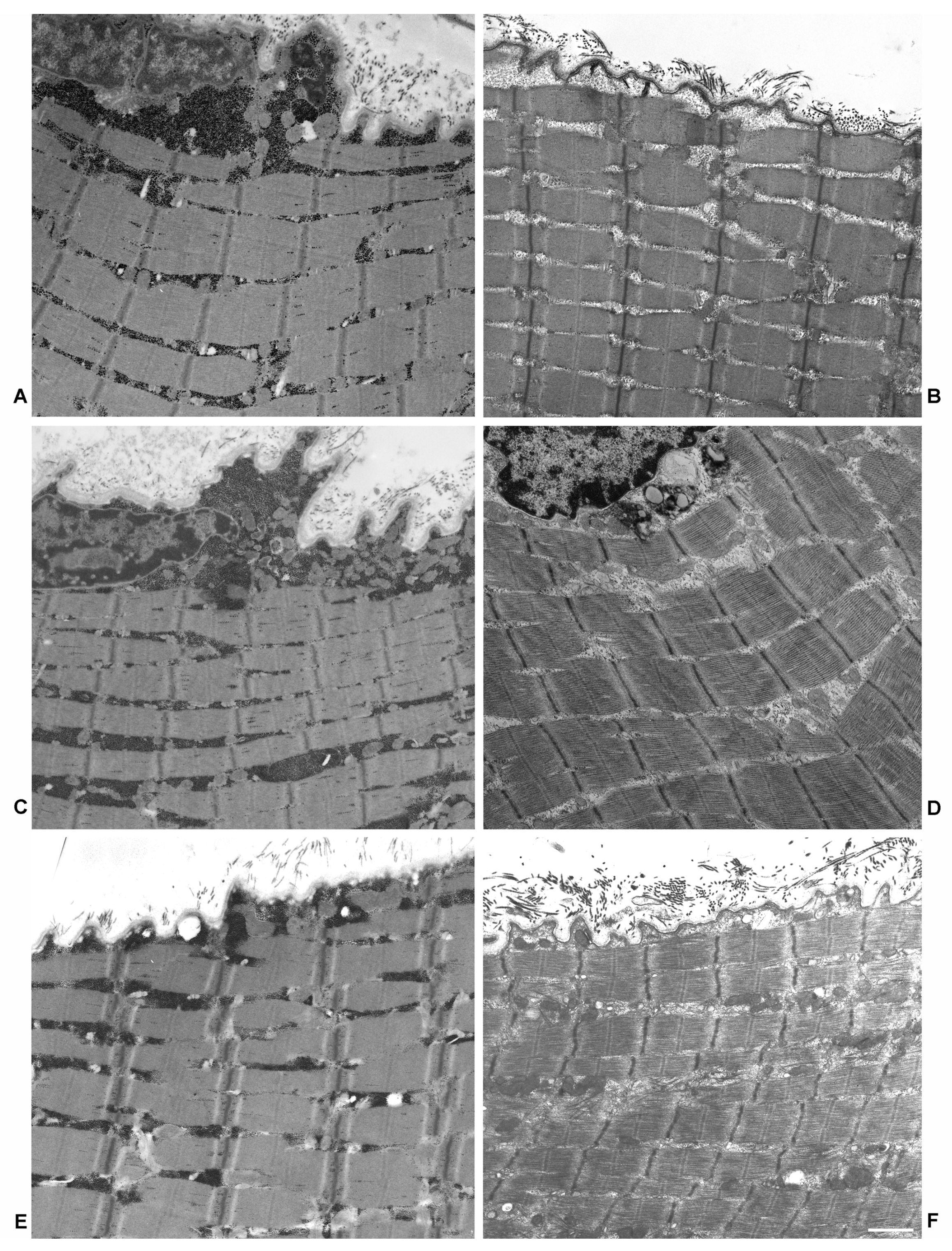 Ijms 22 02850 g002 Ijms 22 02850 g002