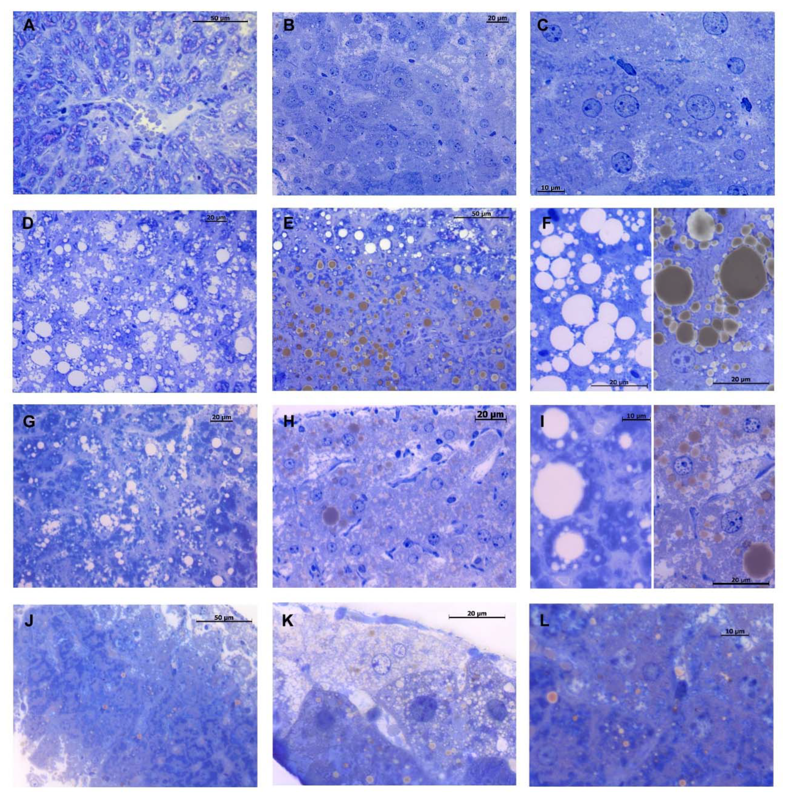 Ijms 22 02862 g005 Ijms 22 02862 g005