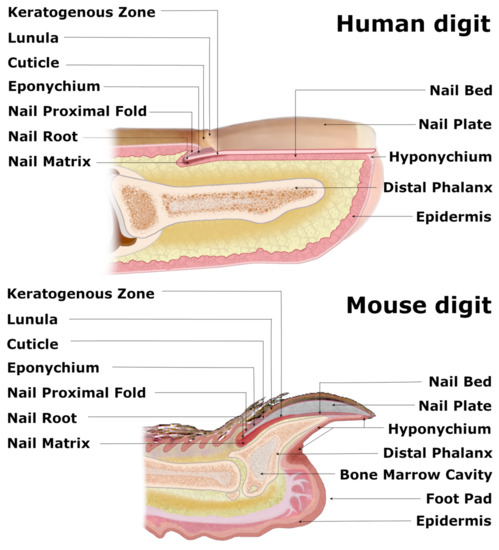 Nail structure English - Stock Illustration [93058432] - PIXTA