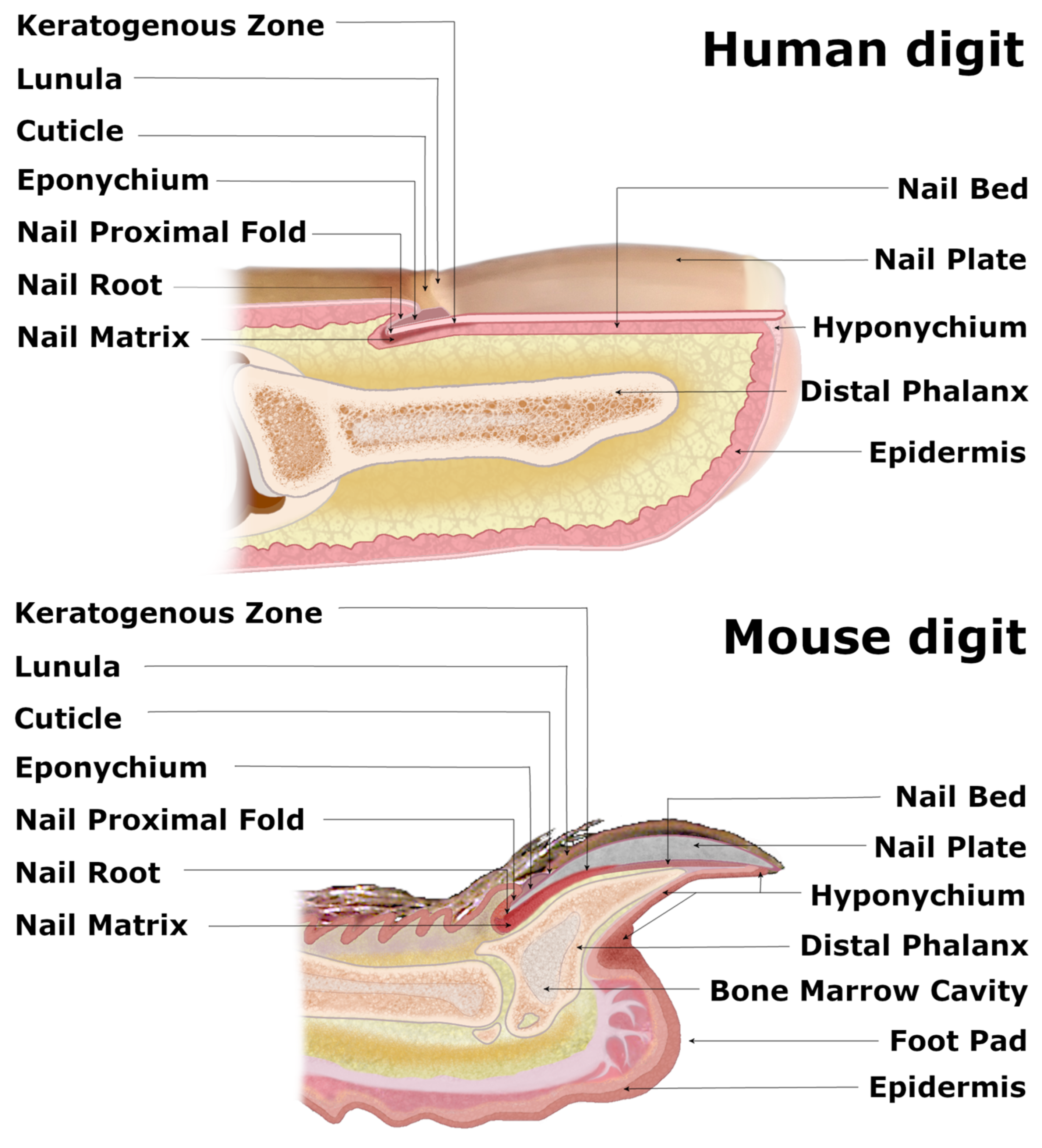 Nail anatomy: an overview – Scratch