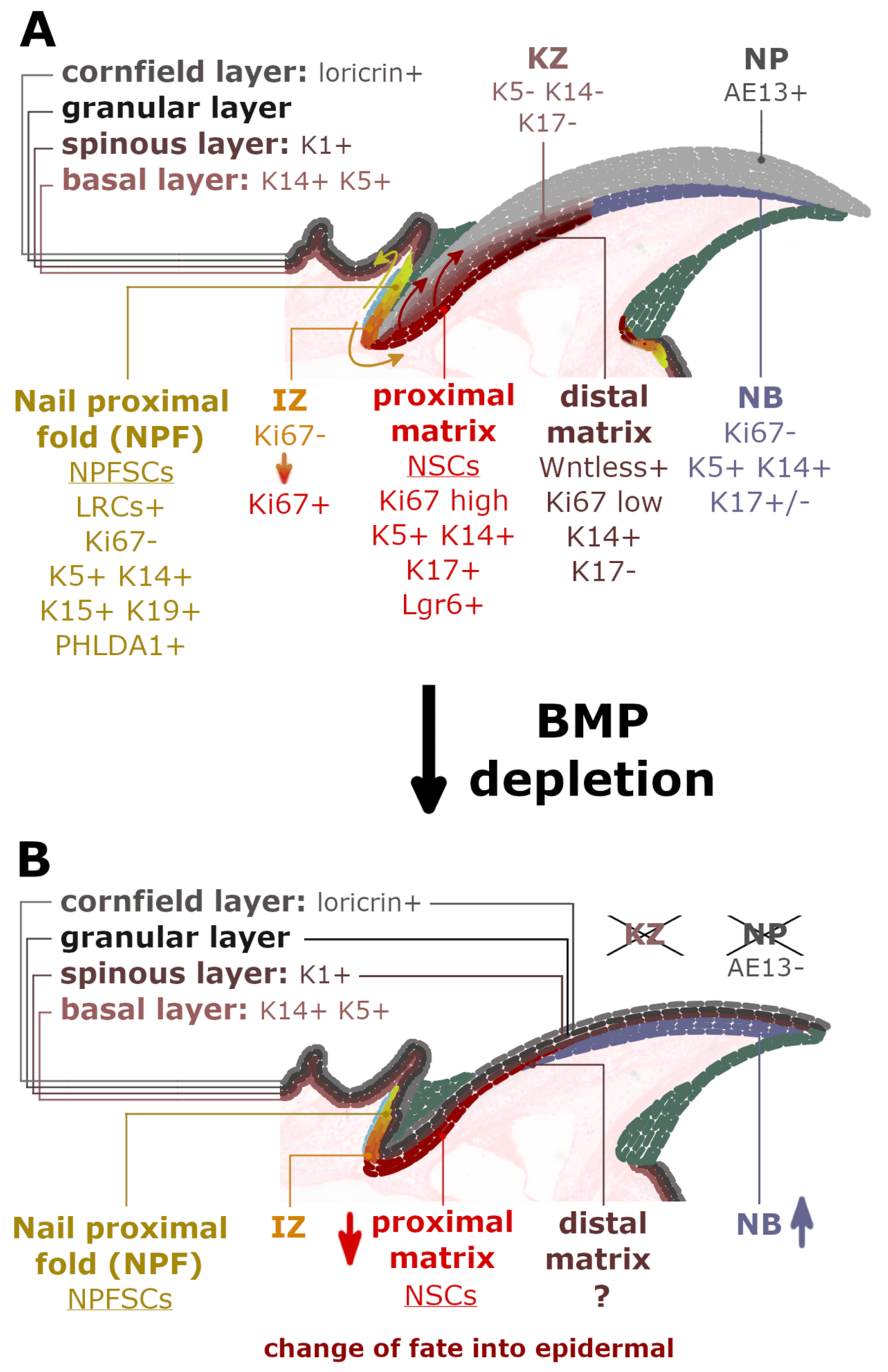IJMS | Free Full-Text | The Potential of Nail Mini-Organ Stem Cells in Skin, Nail and Digit Tips Regeneration IJMS | Free Full-Text | The Potential of Nail Mini-Organ Stem Cells in Skin, Nail and Digit Tips Regeneration