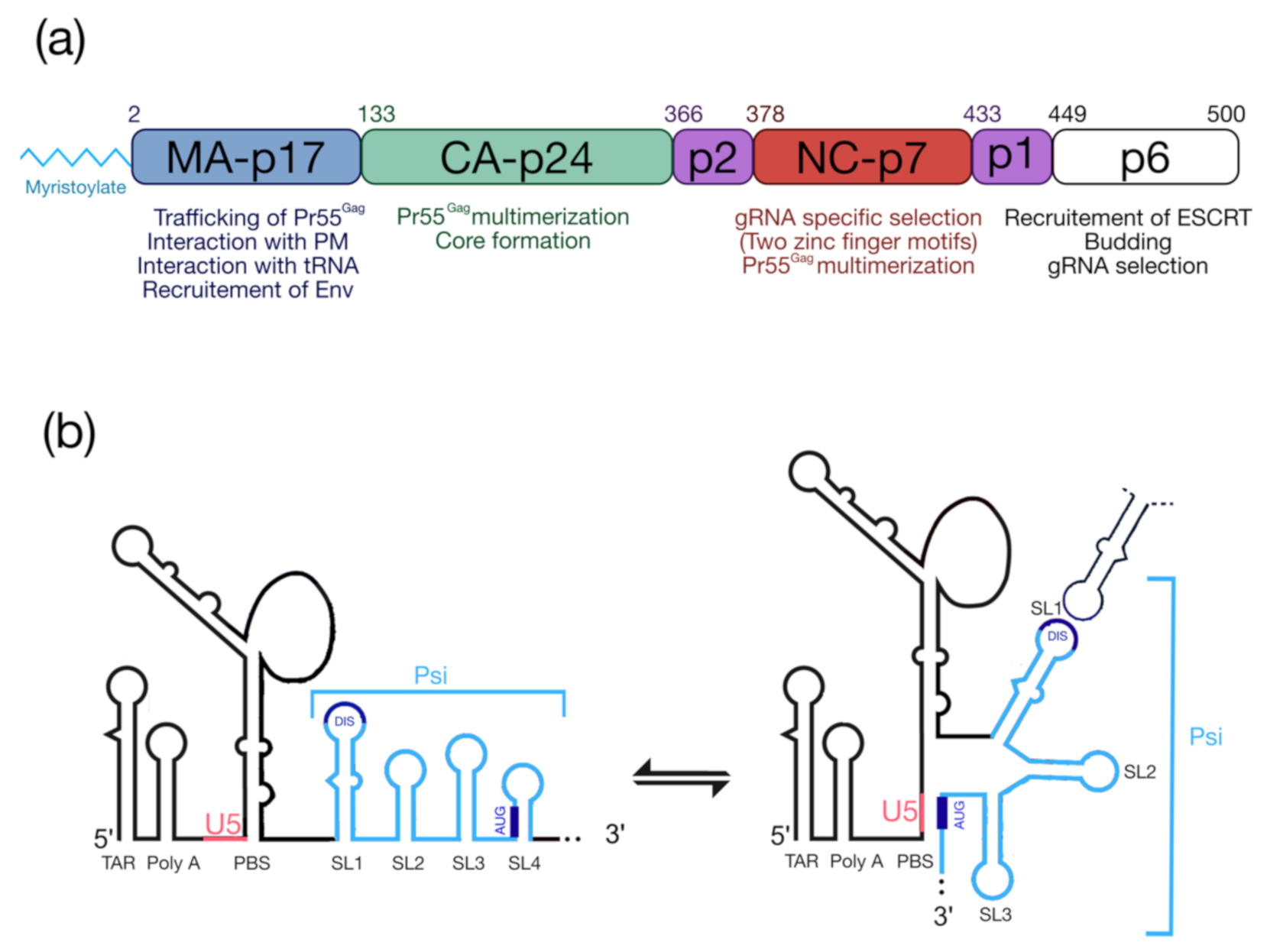 IJMS Free FullText PostTranslational Modifications of Retroviral HIV1 Gag Precursors An