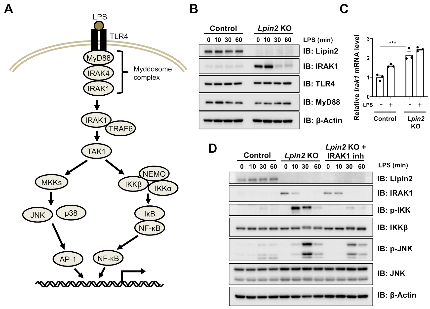 Ijms 22 02893 g003 Ijms 22 02893 g003