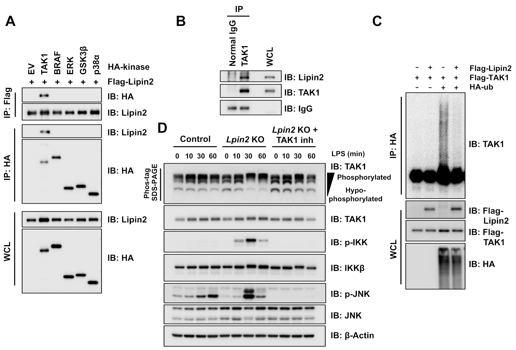 Ijms 22 02893 g004 Ijms 22 02893 g004
