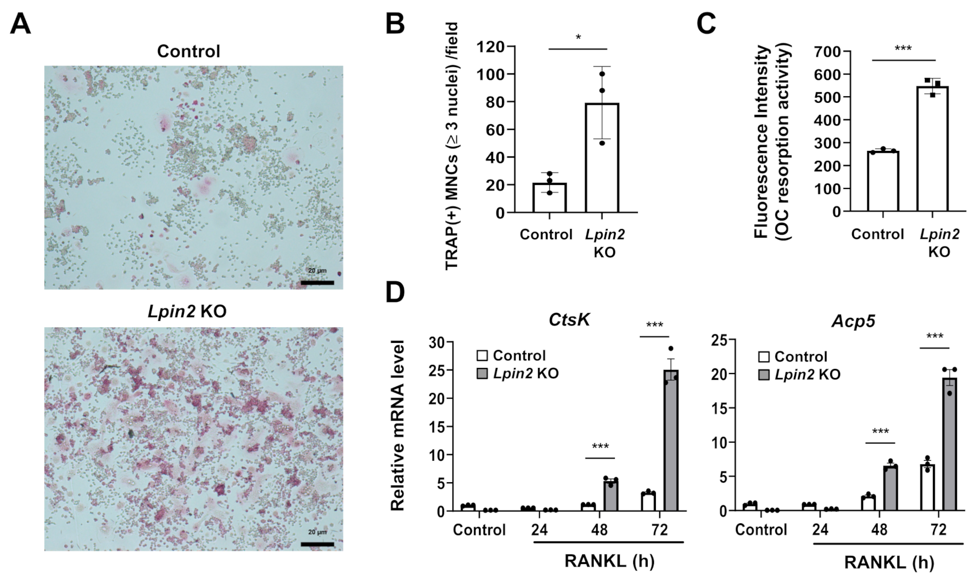 Ijms 22 02893 g005 Ijms 22 02893 g005