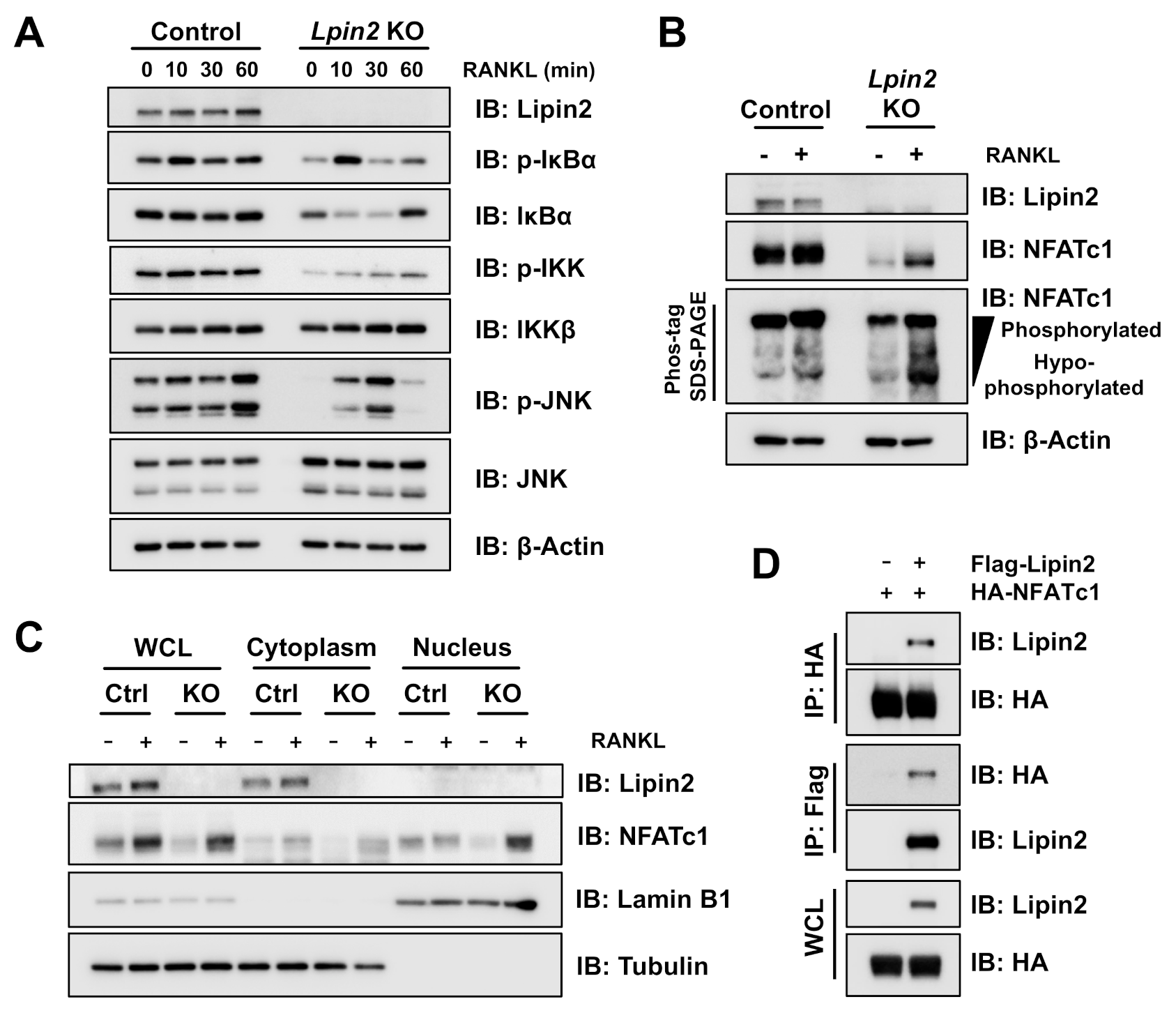 Ijms 22 02893 g006 Ijms 22 02893 g006