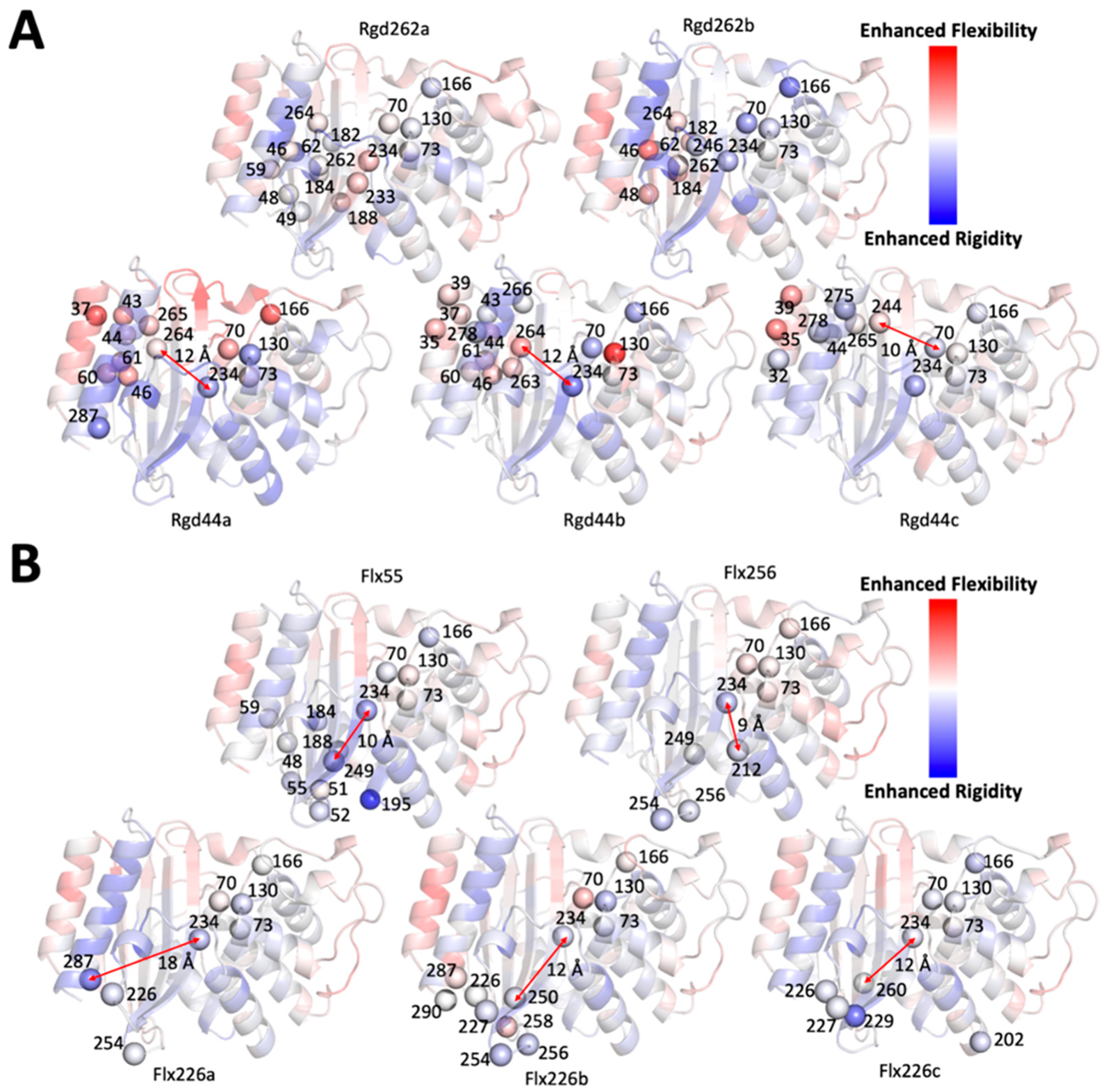 The Role Of Rigid Residues In Modulating TEM 1 Lactamase Function And The Role Of Rigid Residues In Modulating TEM 1 Lactamase Function And