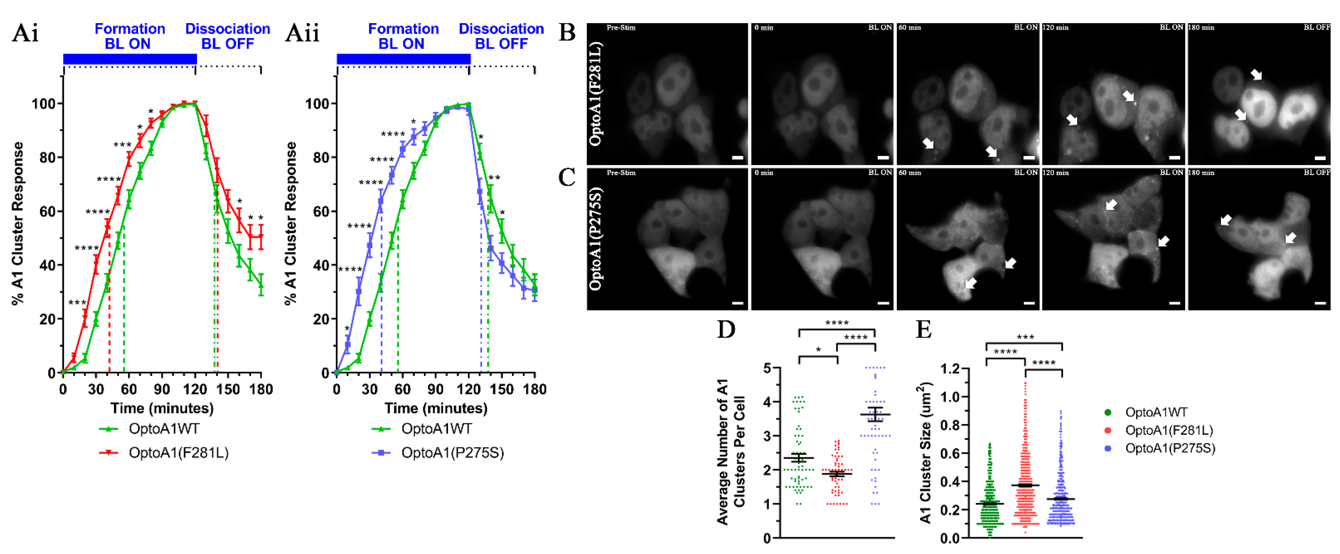 Ijms 22 02909 g003 Ijms 22 02909 g003