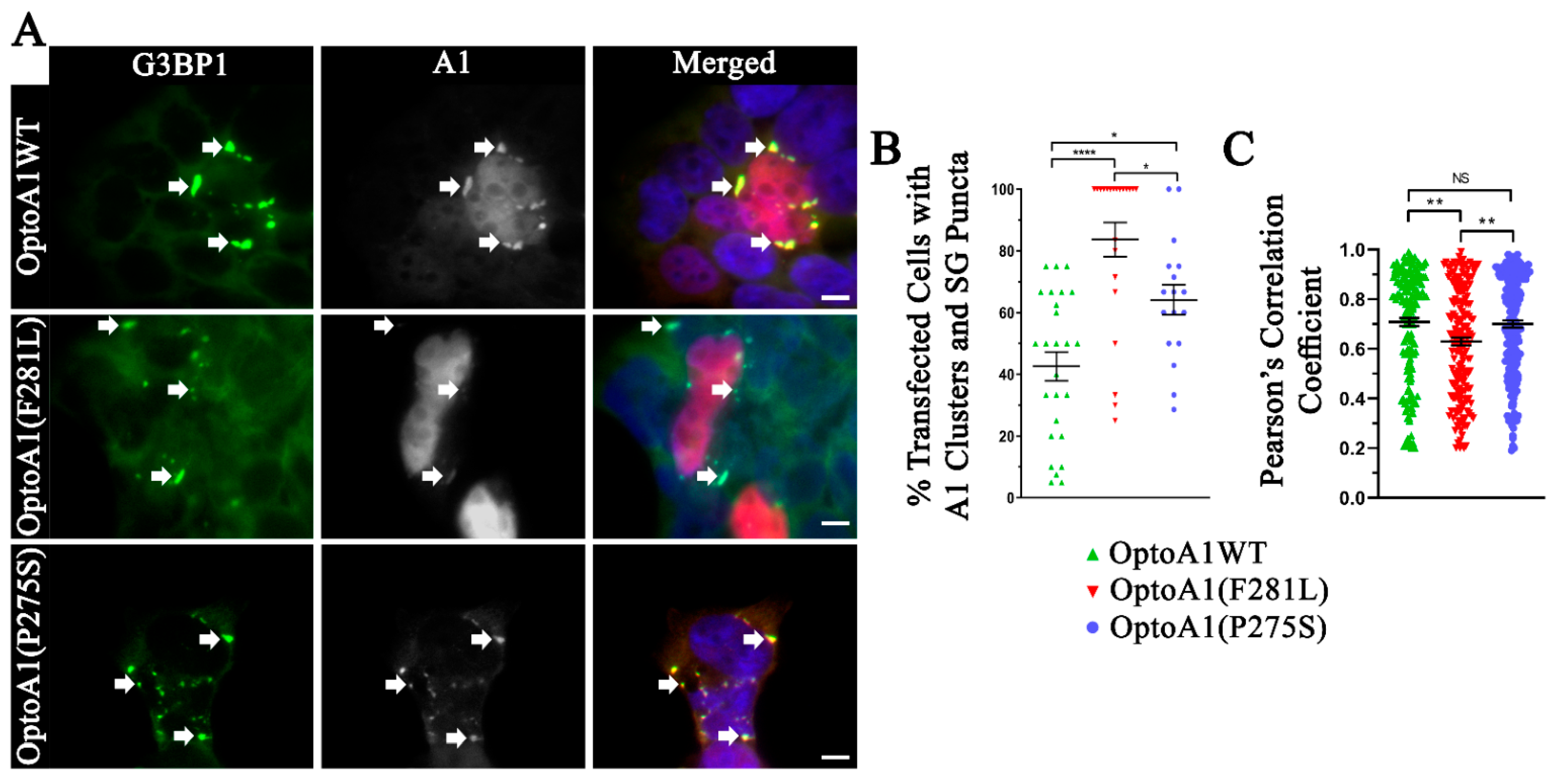 Ijms 22 02909 g004 Ijms 22 02909 g004