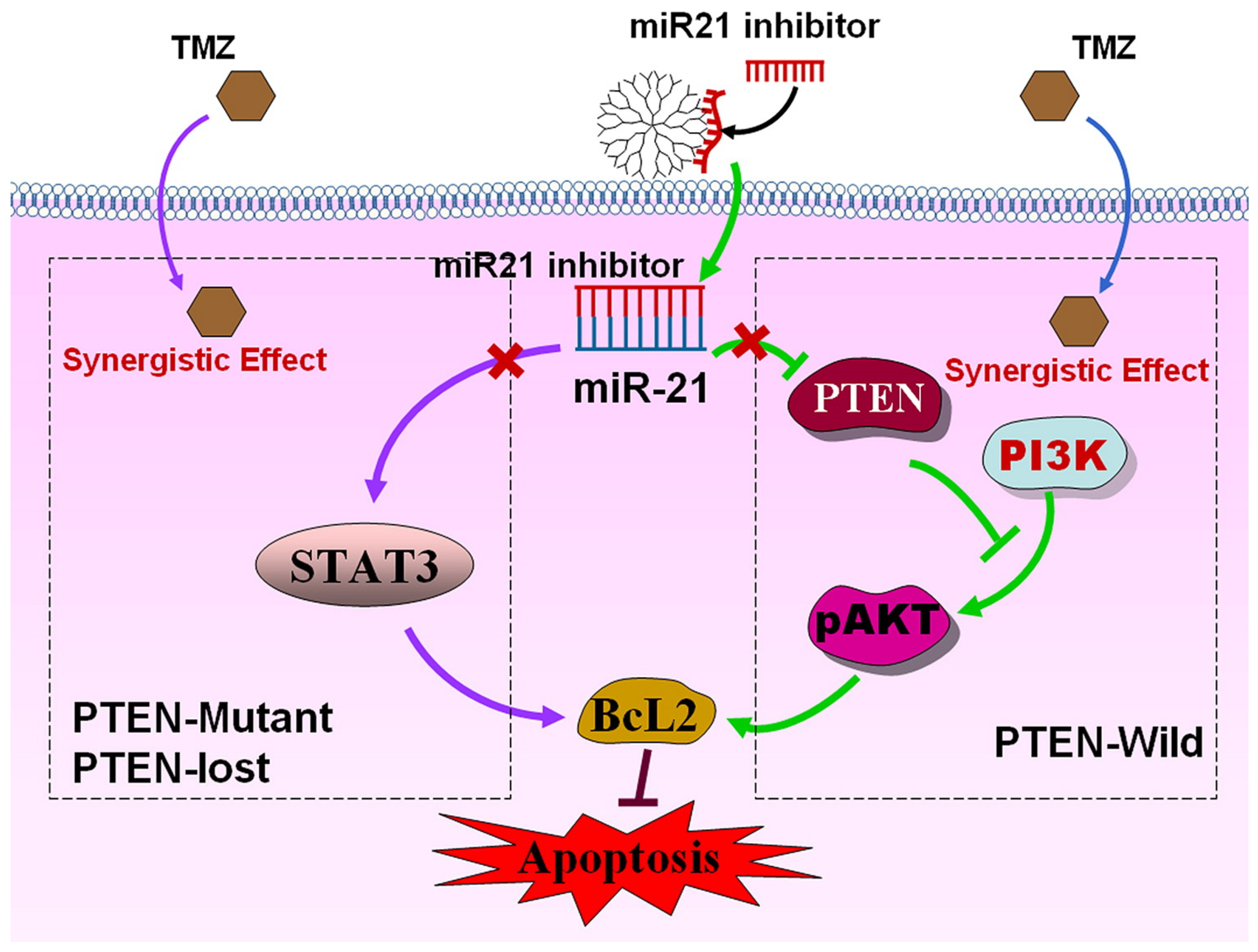 Ijms 22 02912 g003 Ijms 22 02912 g003