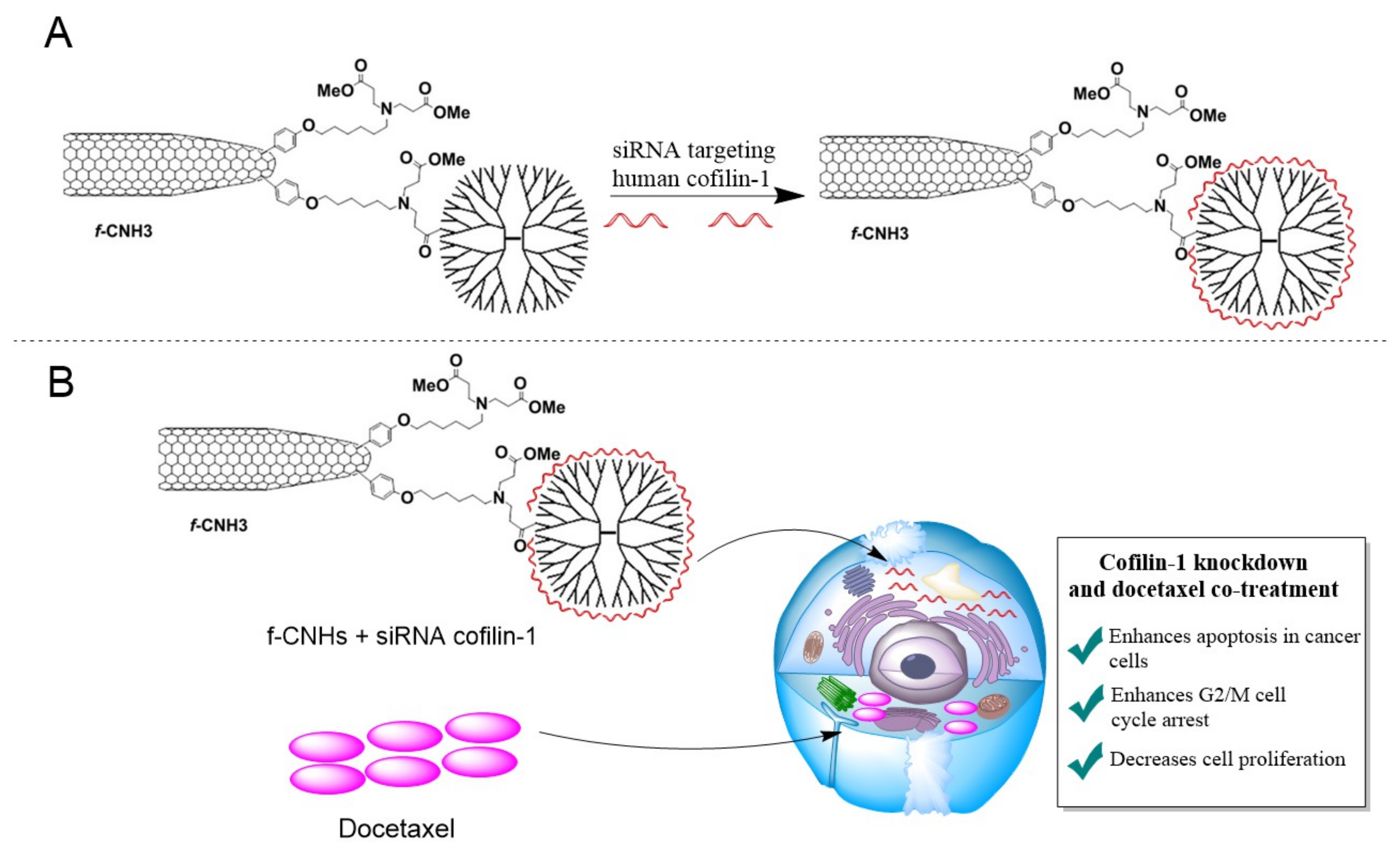 Ijms 22 02912 g005 Ijms 22 02912 g005