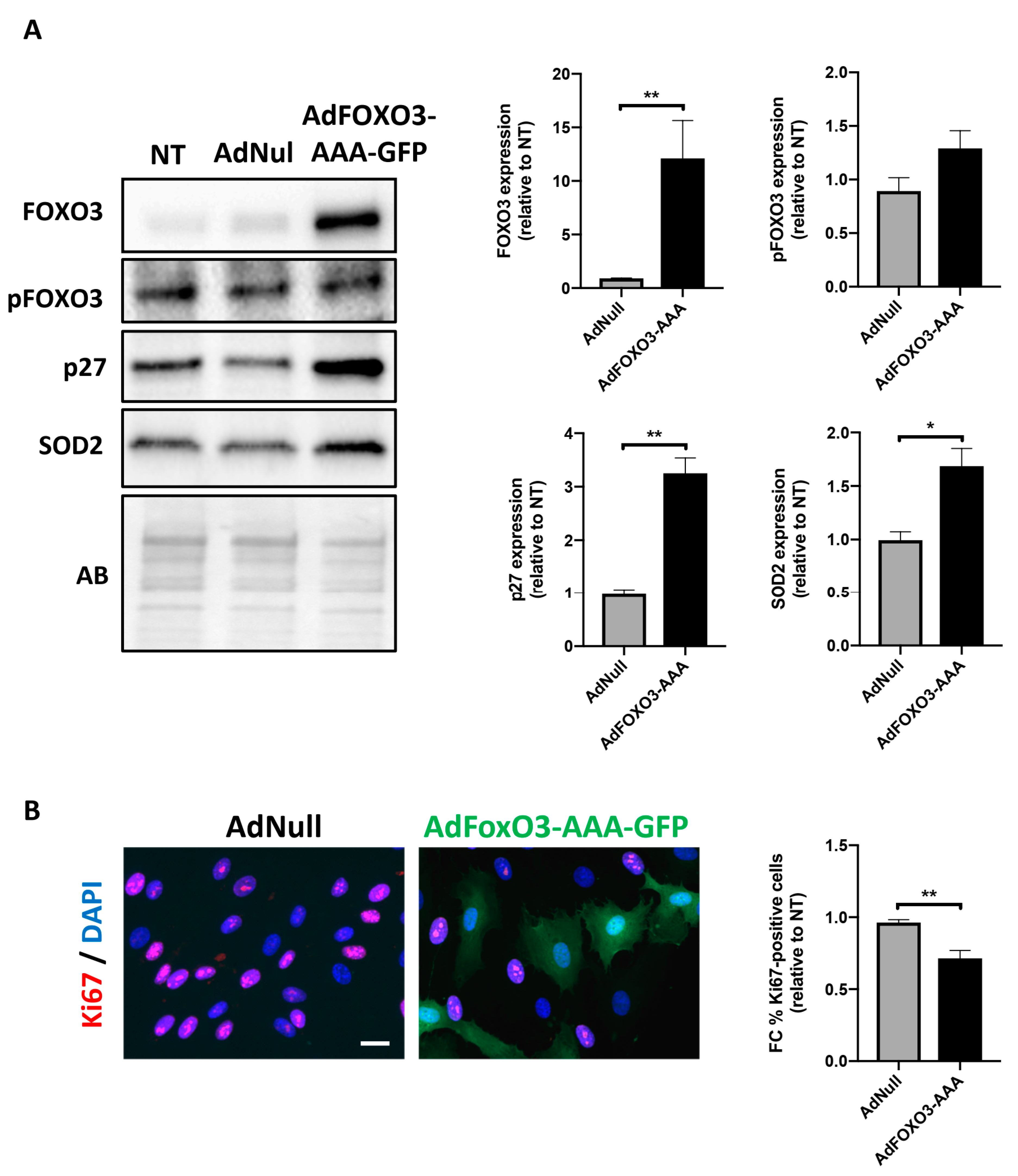 Ijms 22 02919 g003 Ijms 22 02919 g003