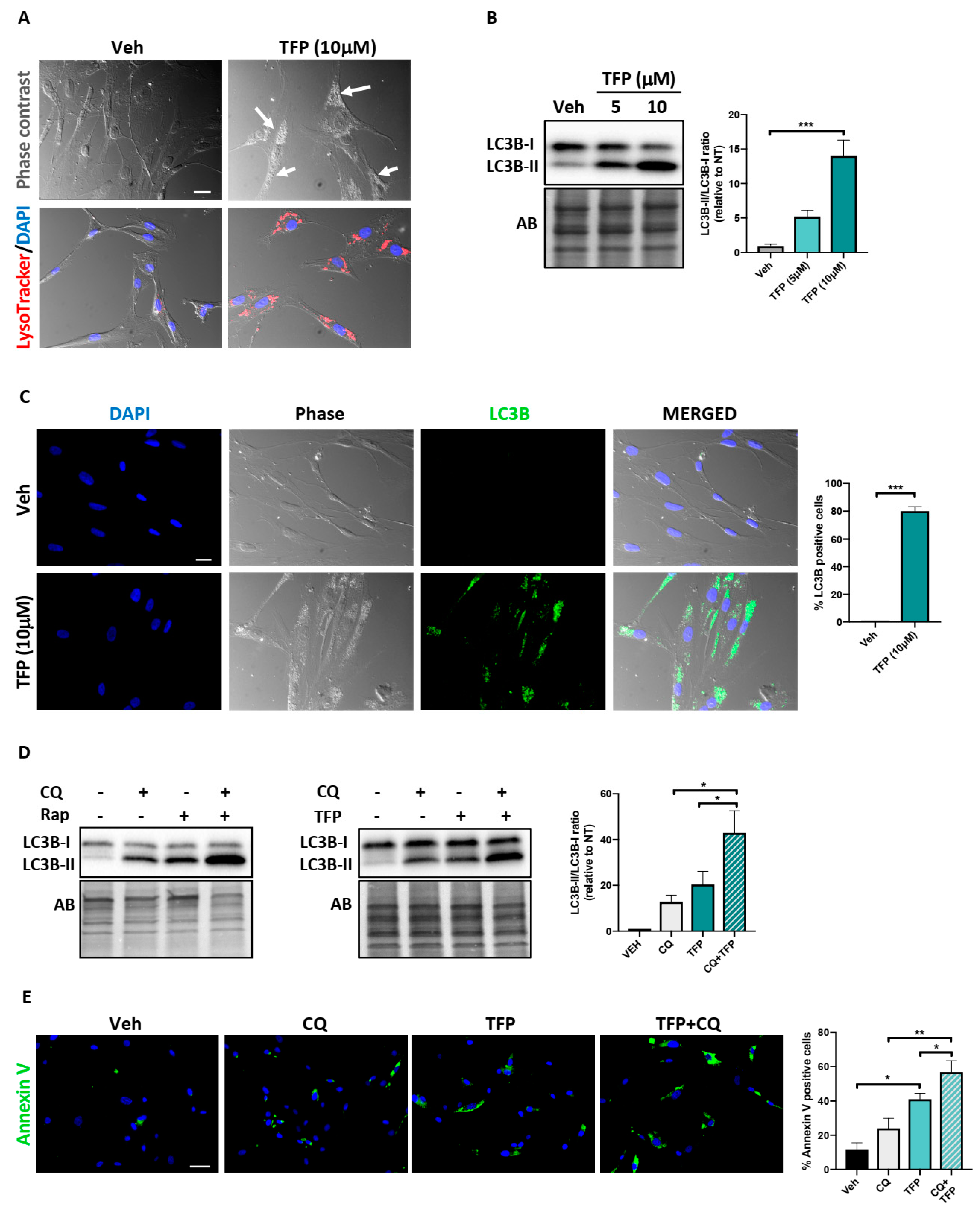 Ijms 22 02919 g004 Ijms 22 02919 g004