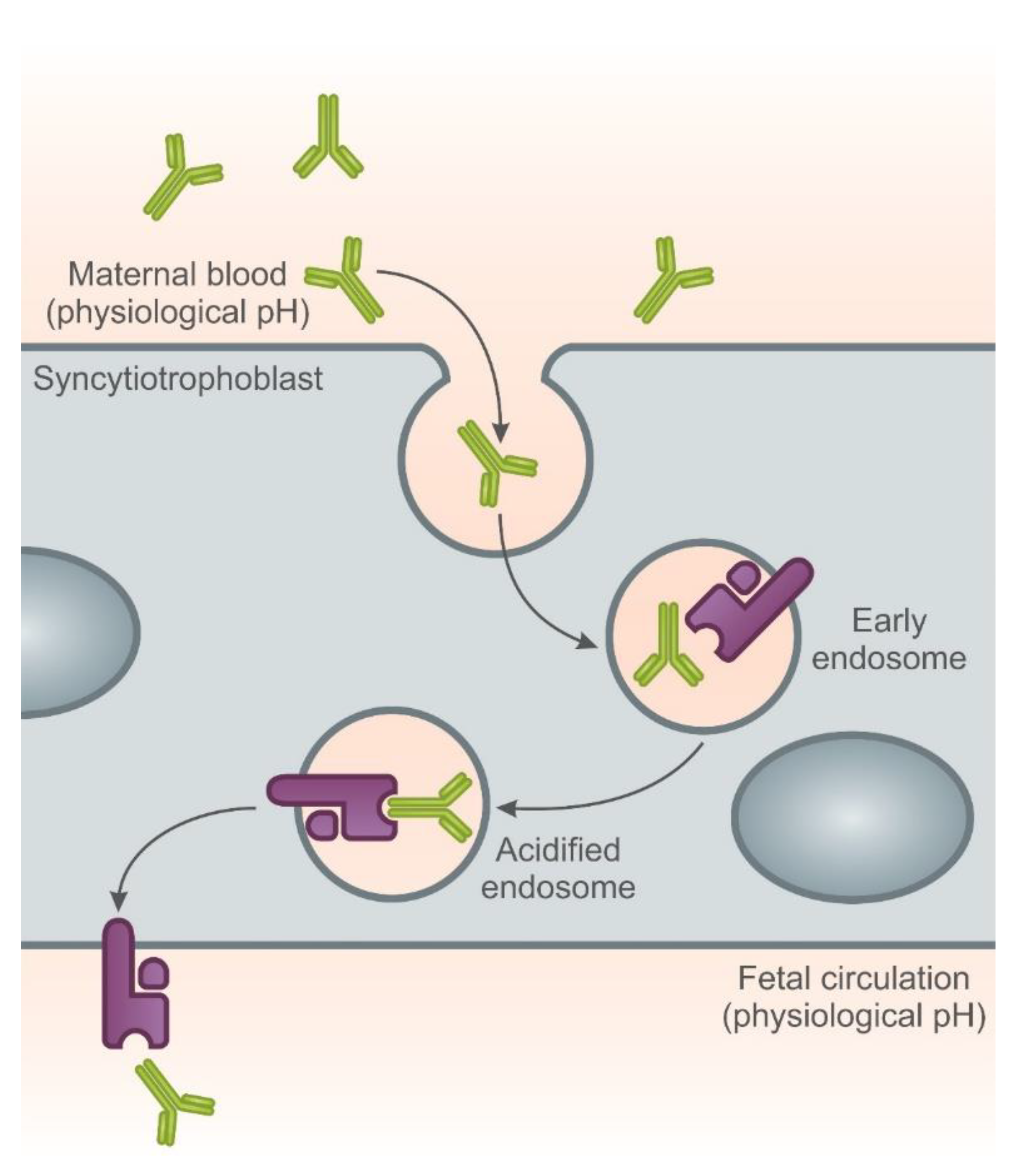 Ijms Free Full Text The Role Of Tnf A And Anti Tnf A Agents During Preconception Pregnancy And Breastfeeding Html Ijms Free Full Text The Role Of Tnf A And Anti Tnf A Agents During Preconception Pregnancy And Breastfeeding Html