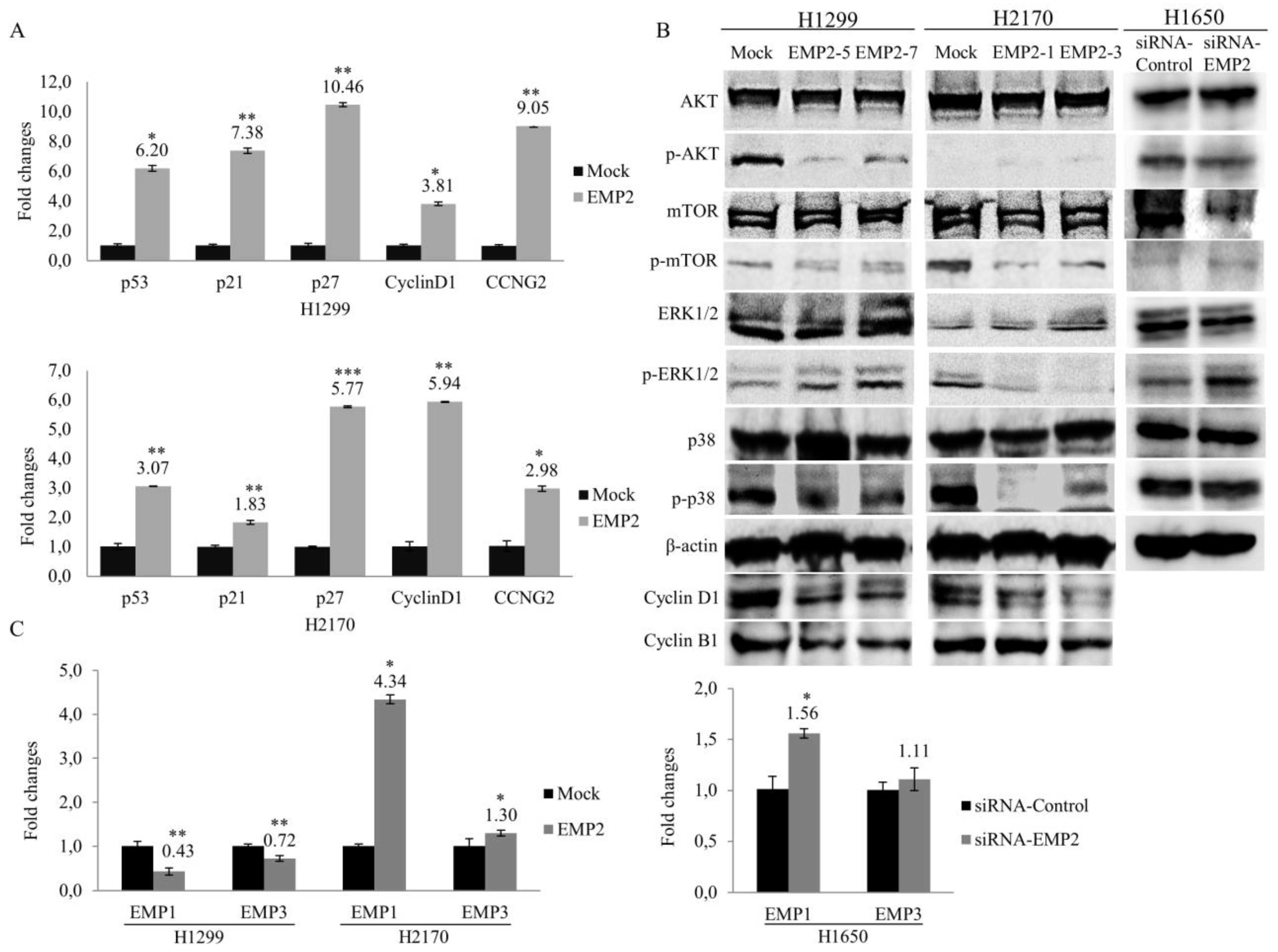Ijms 22 02944 g005 Ijms 22 02944 g005