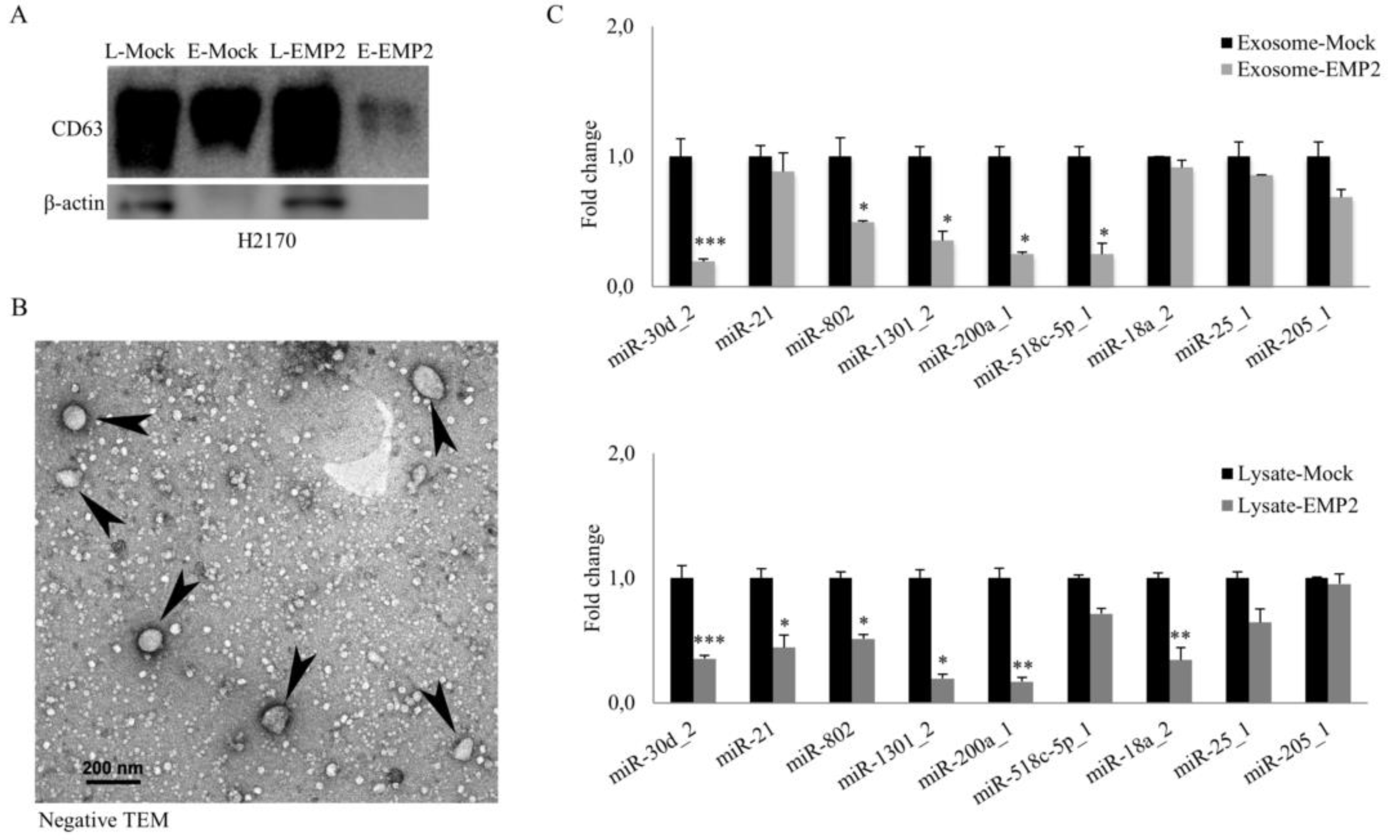 Ijms 22 02944 g007 Ijms 22 02944 g007