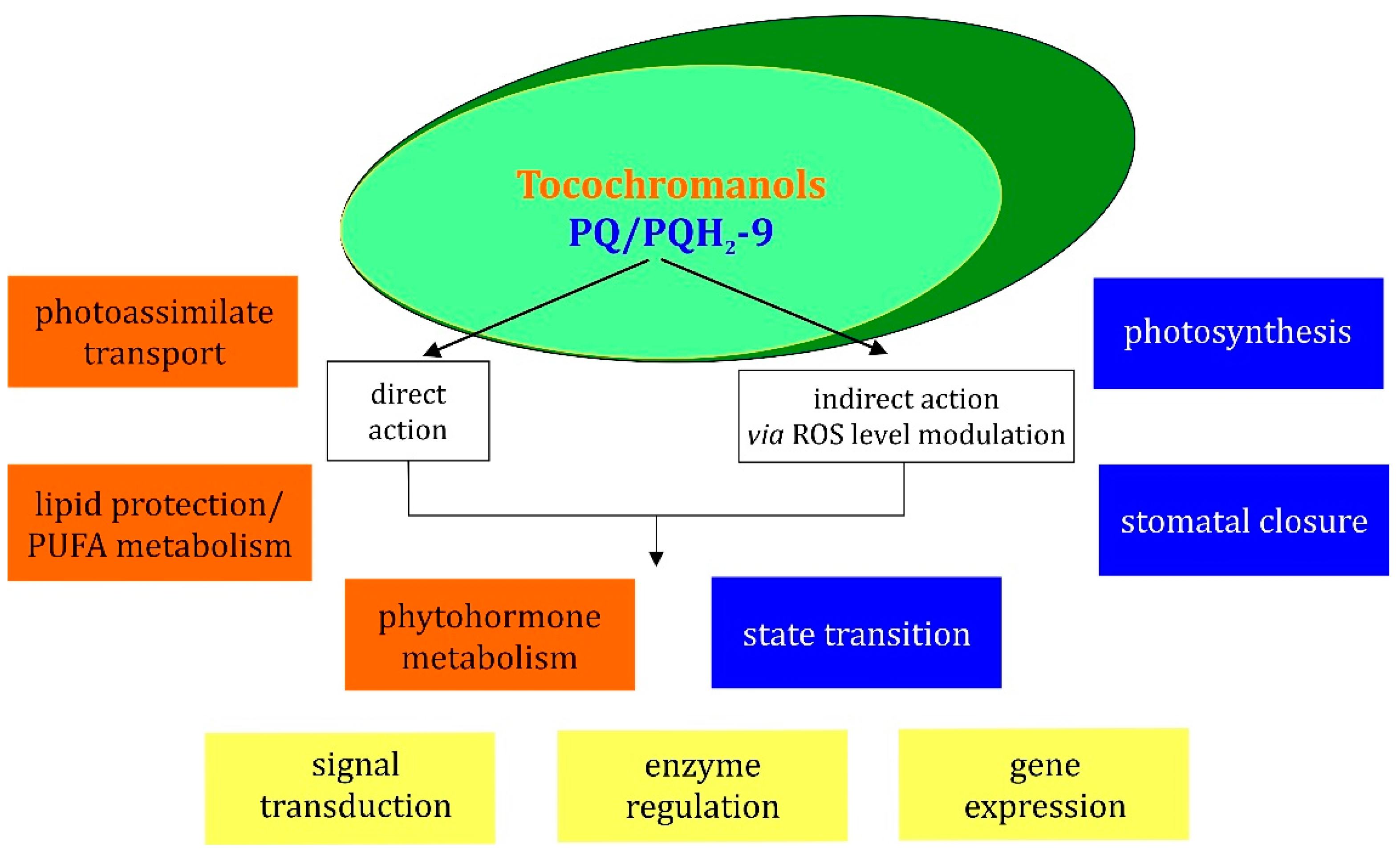 Ijms 22 02950 g005 Ijms 22 02950 g005